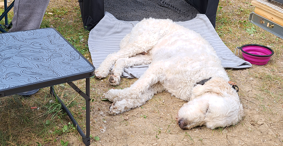 Hund liegt schlafend draußen auf dem Boden vor seiner Box