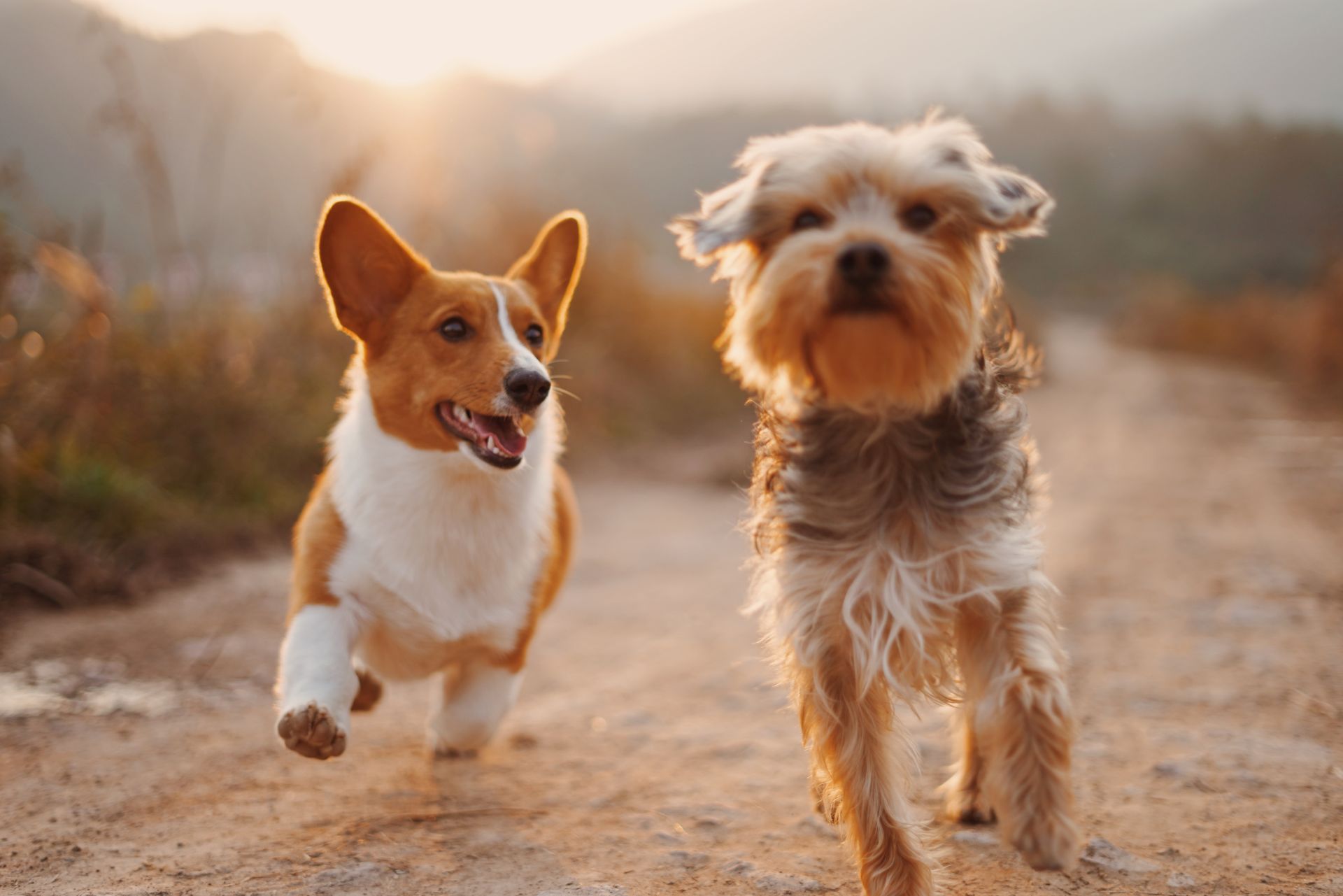 Bild zu Pubertät, zeigt zwei laufende Hunde