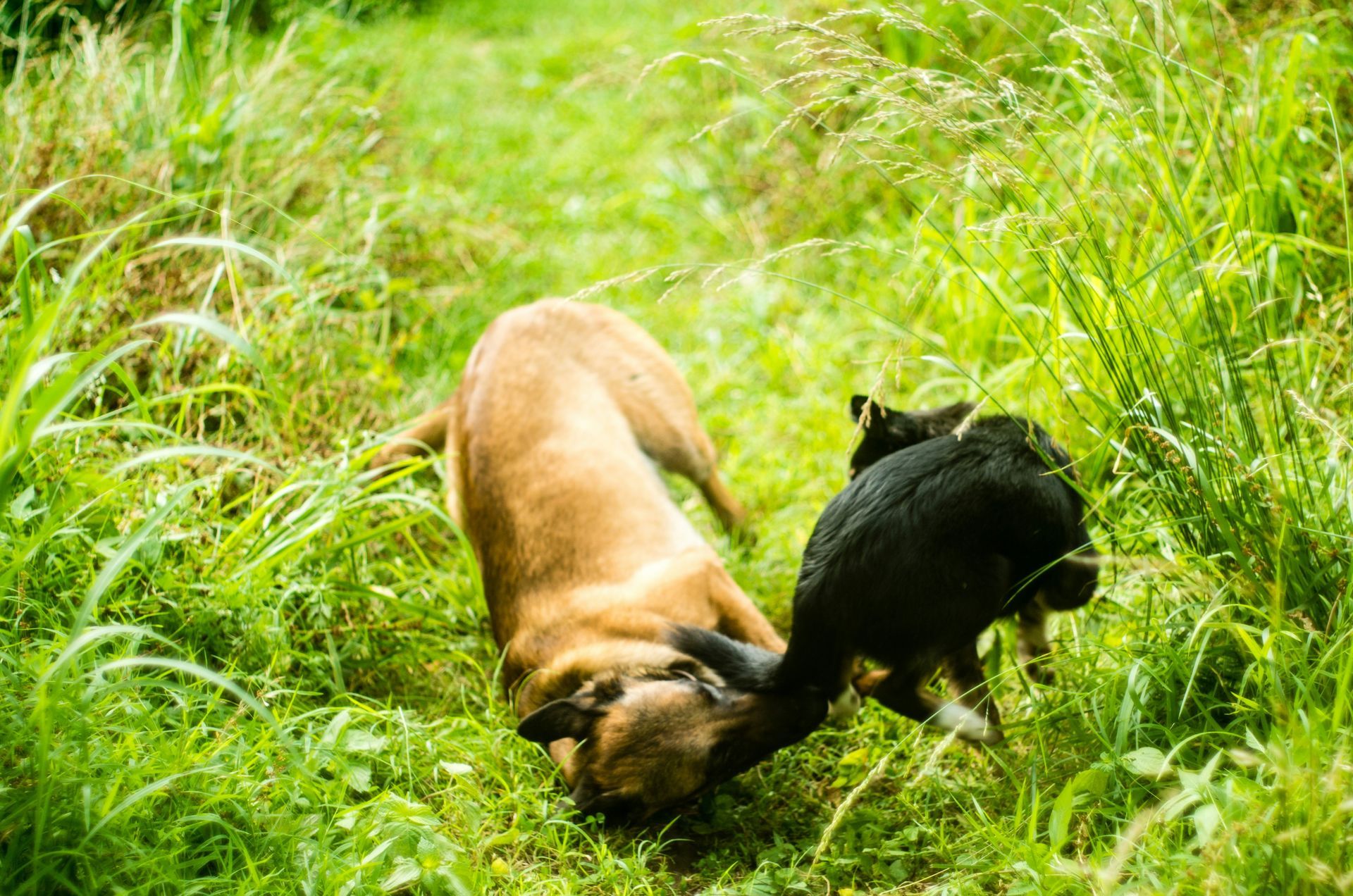 2 Hunde, die auf einer wiese spielen