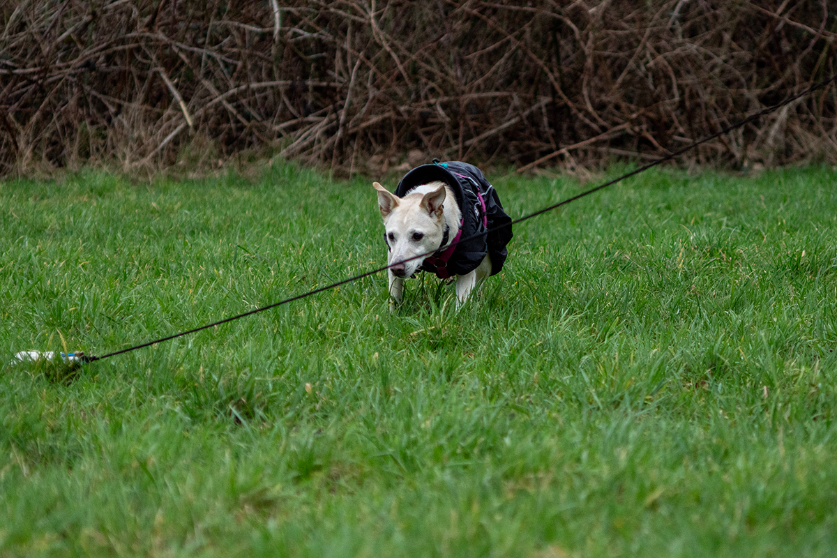 Hund, der sich an einen Futterbeutel anschleicht