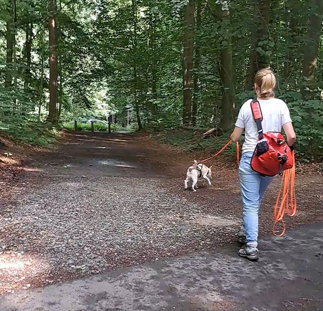 Frau arbeitet mit einem kleinen Hund eine Fährte aus