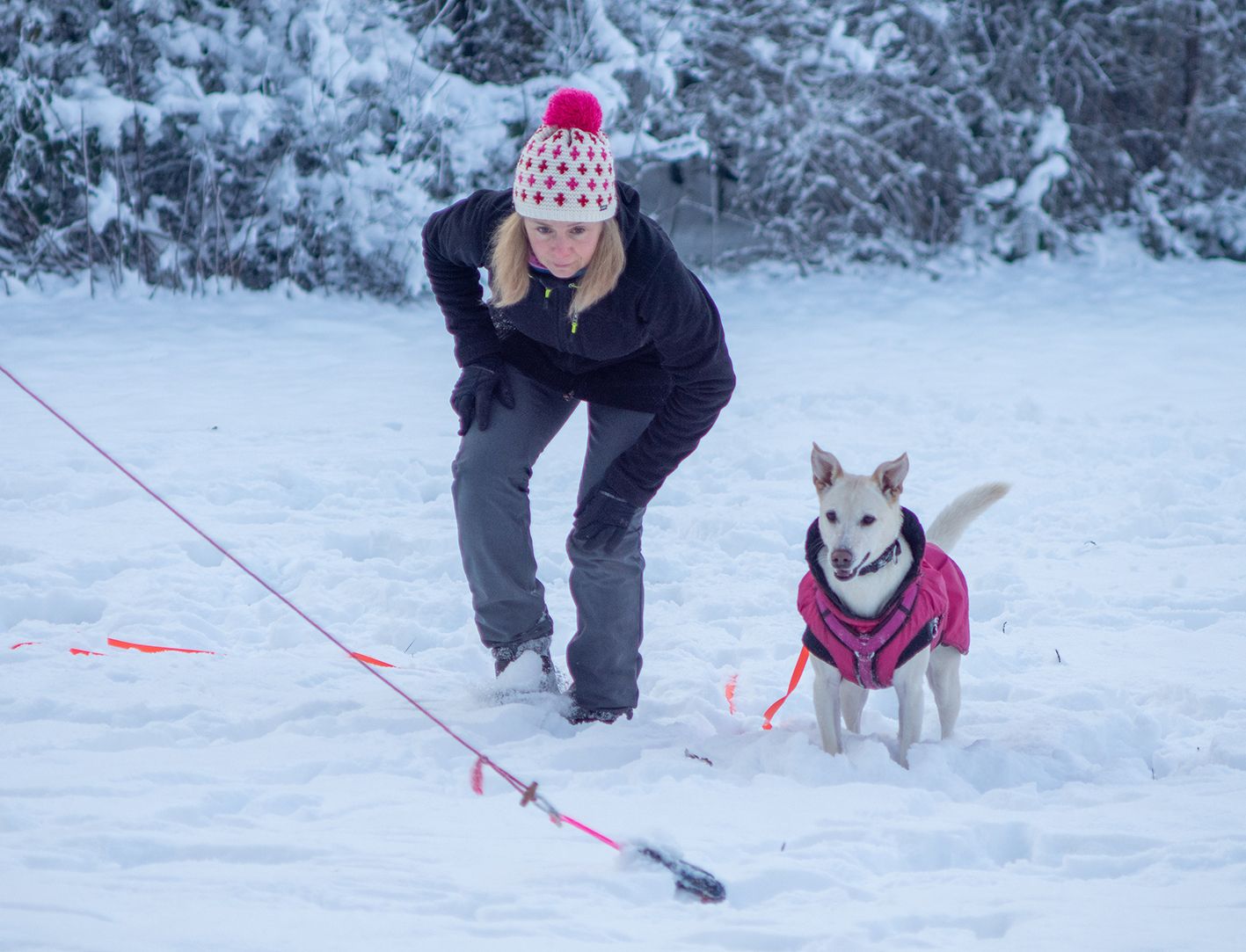 Eine Frau und ein Hund, die sich an einen Futterbeutel an einer Hetzangel anpirschen