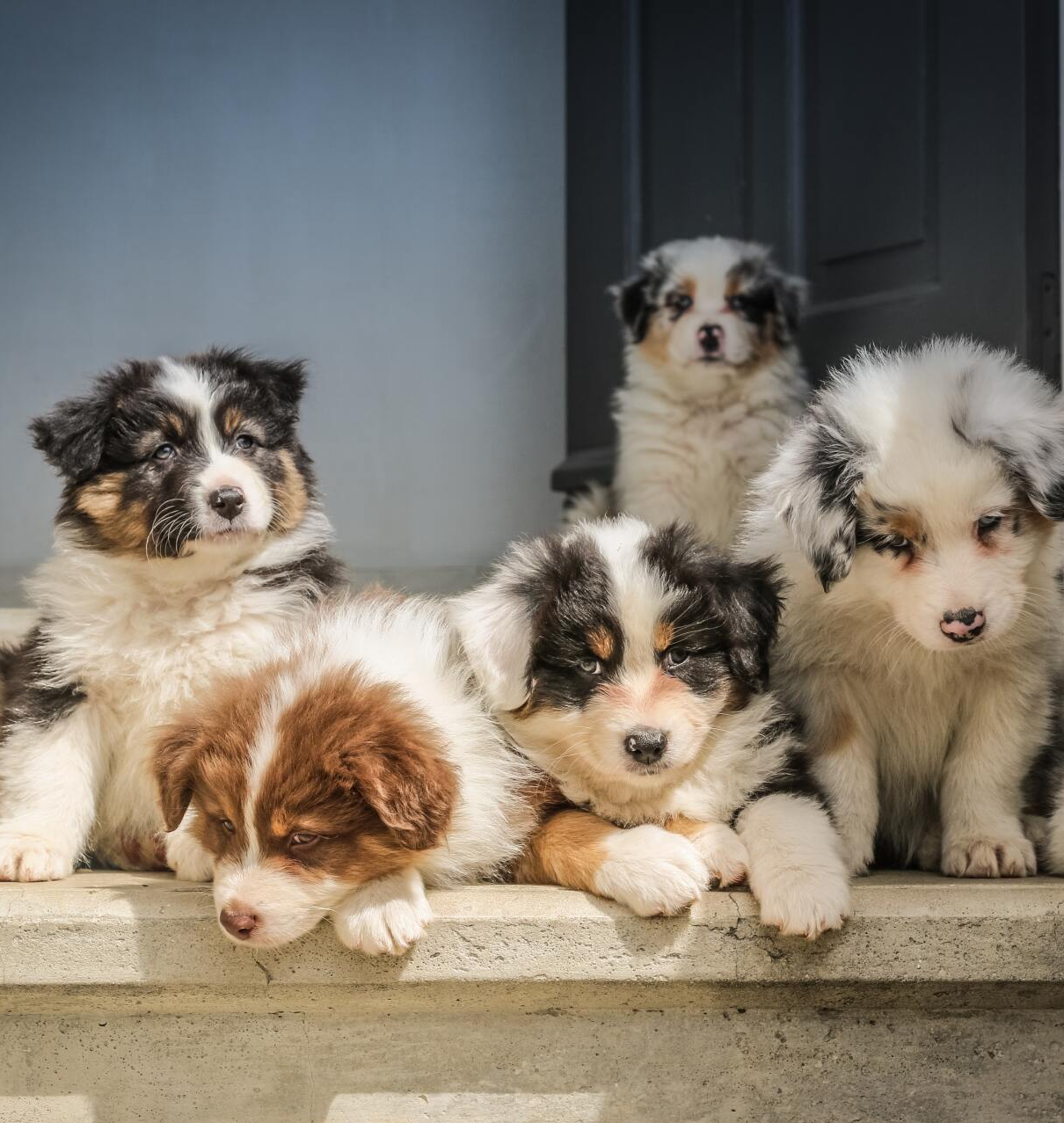 Mehrere Welpen - Welpenschule