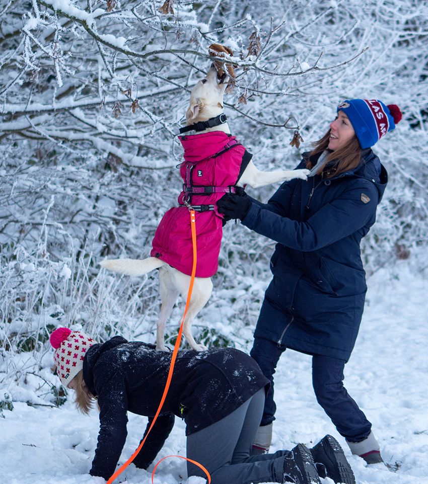 Jagility Hund der mit Körpergeschick und Hilfe von 2 Frauen an einen Futterbeutel kommt