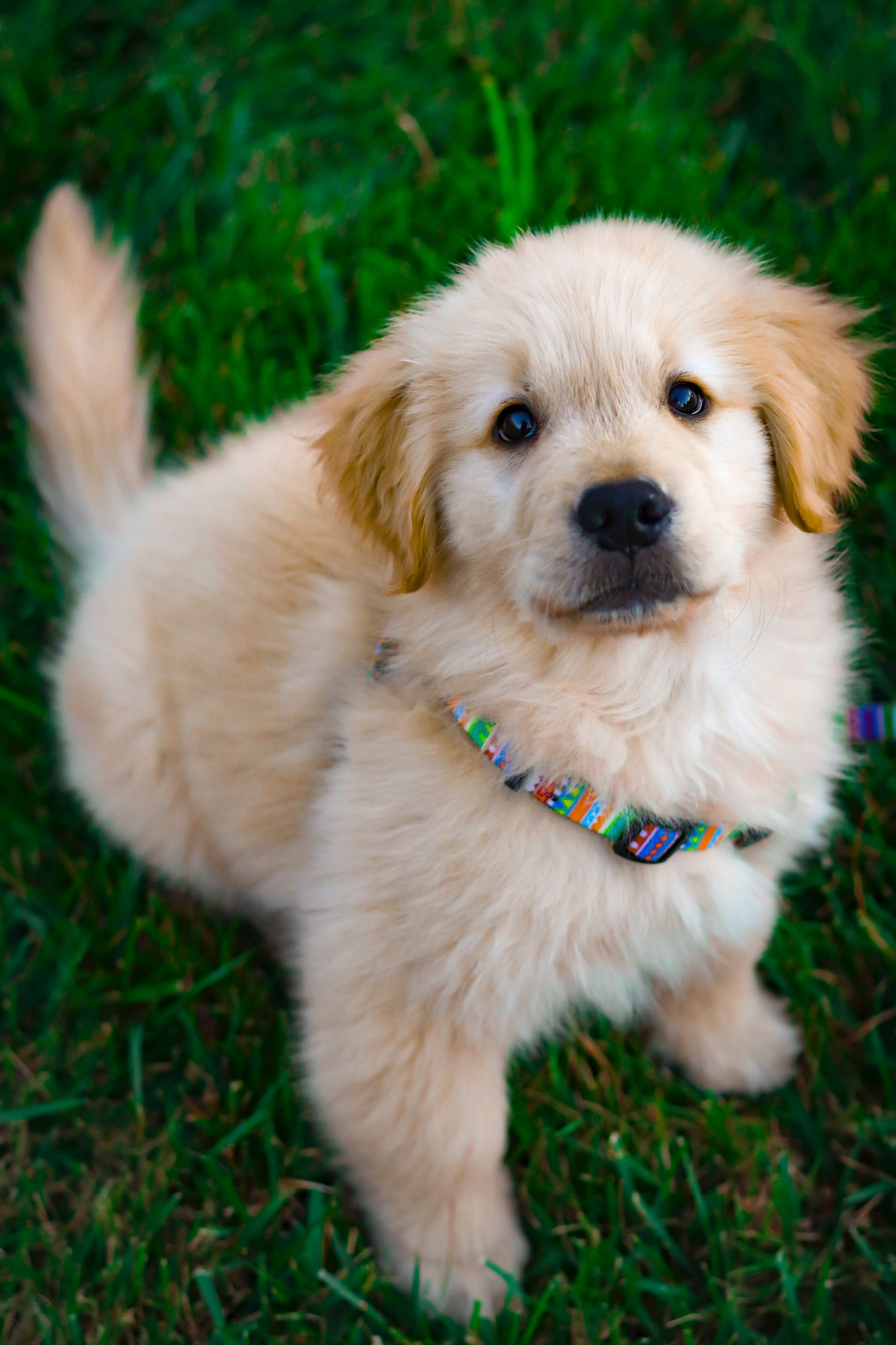 Welpenangebote: Goldenretriever Welpe