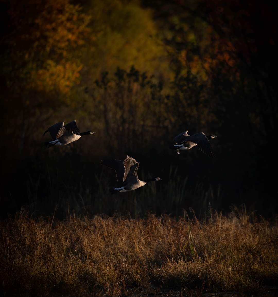 Group Programs - Counseling & Psychotherapy, Glens Falls, NY