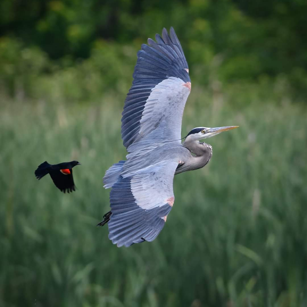 Trauma, Stress, Anxiety, Counseling & Psychotherapy, Rebecca Foxx - Glens Falls, NY