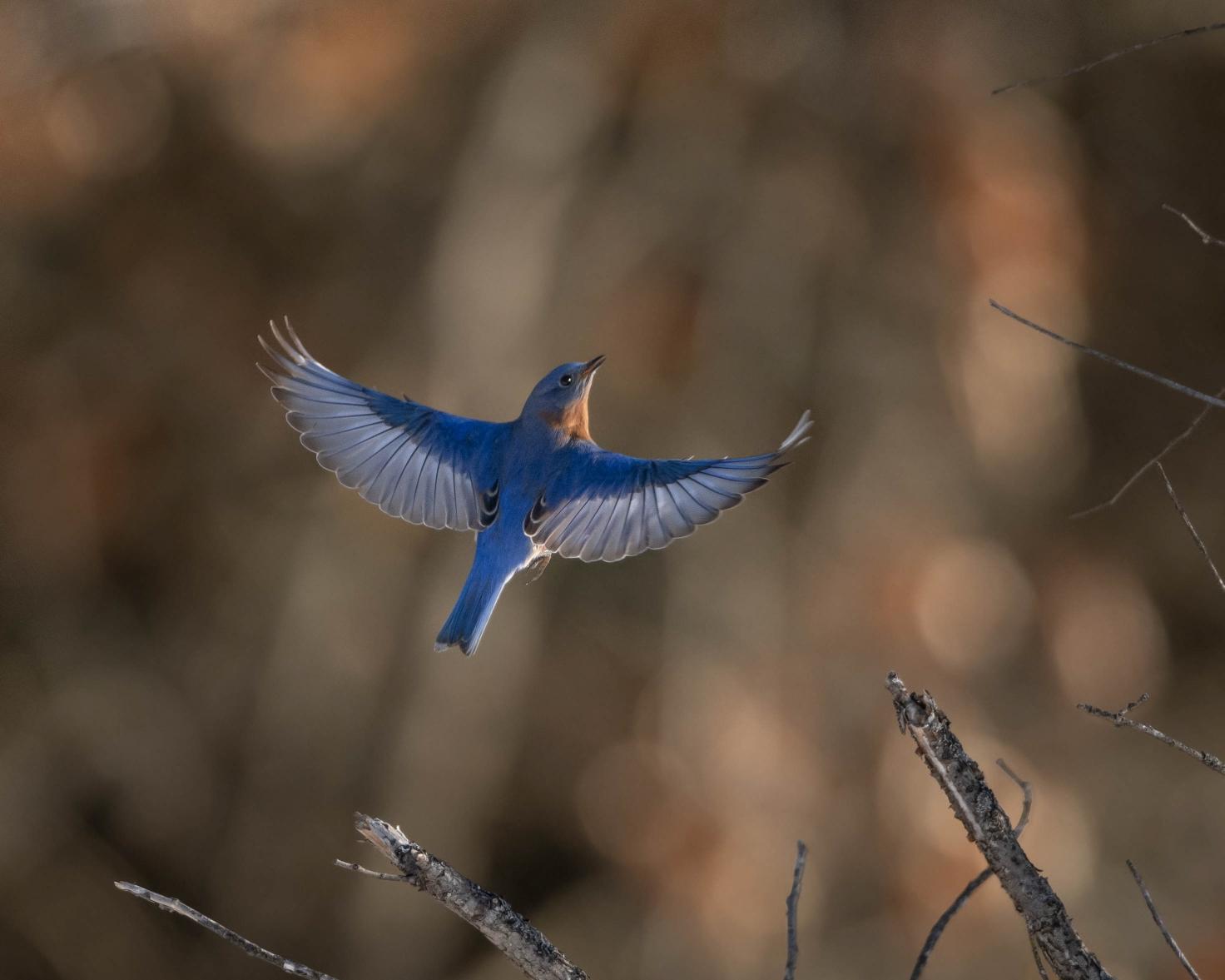 Somatic Therapy, Rebecca Foxx, Glens Falls, NY