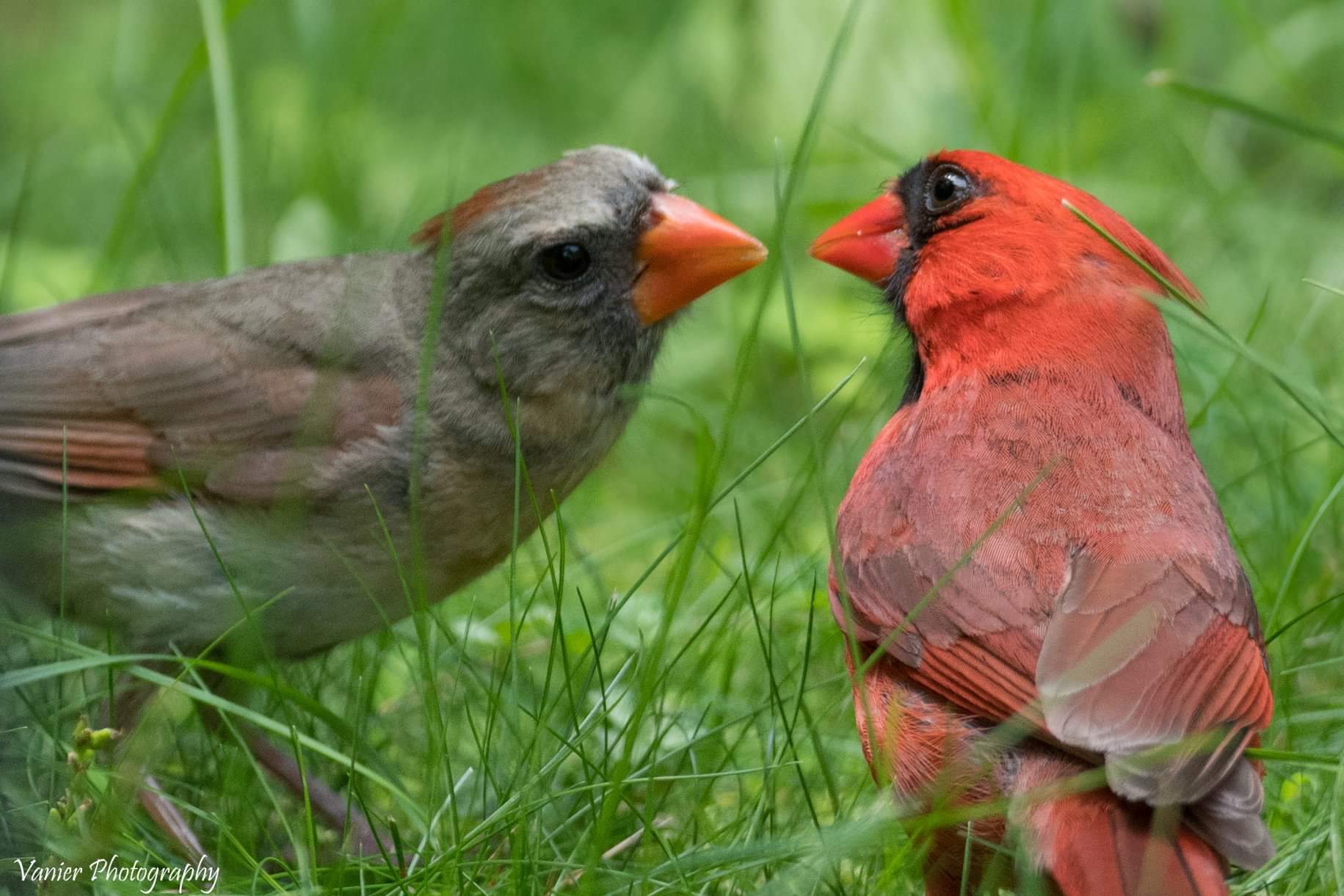 Mindful Self-Compassion - Remembering the True Self through Common Humanity