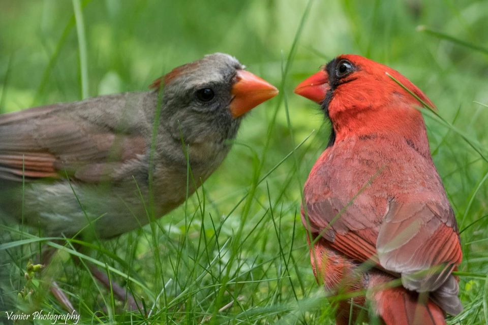 Remembering the True Self through Common Humanity