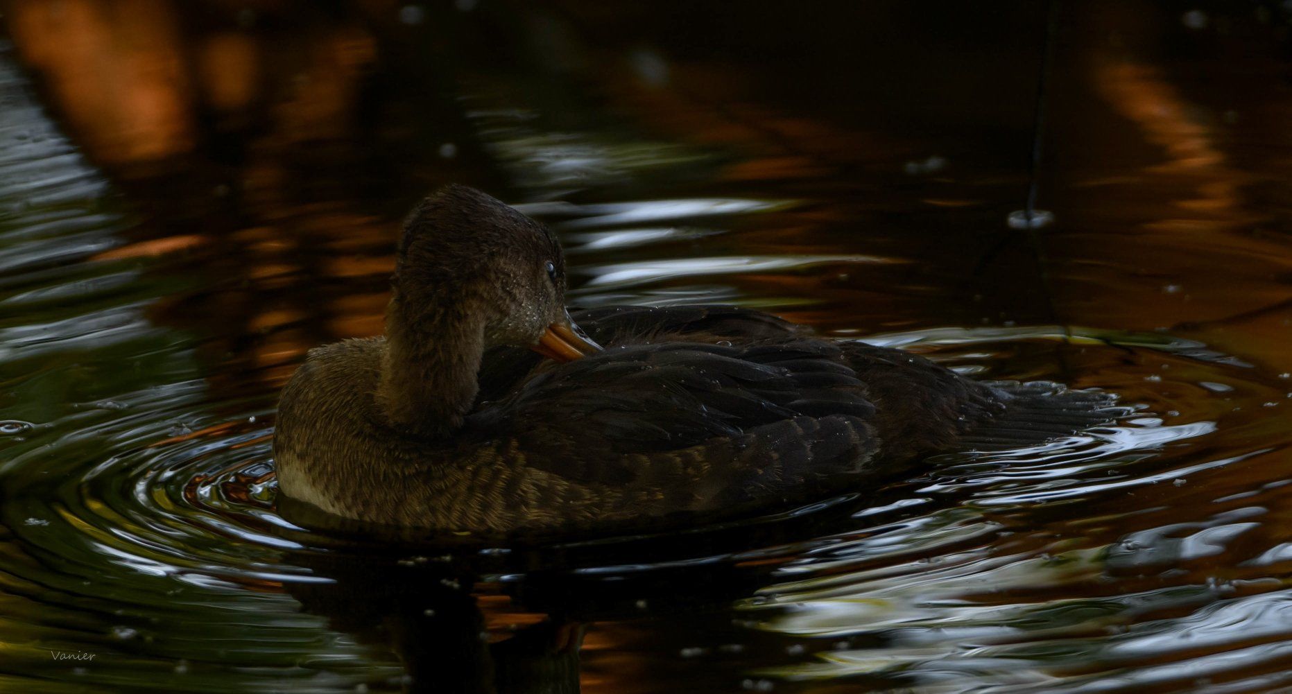 Mindful Self-Compassion Program, Glens Falls, NY