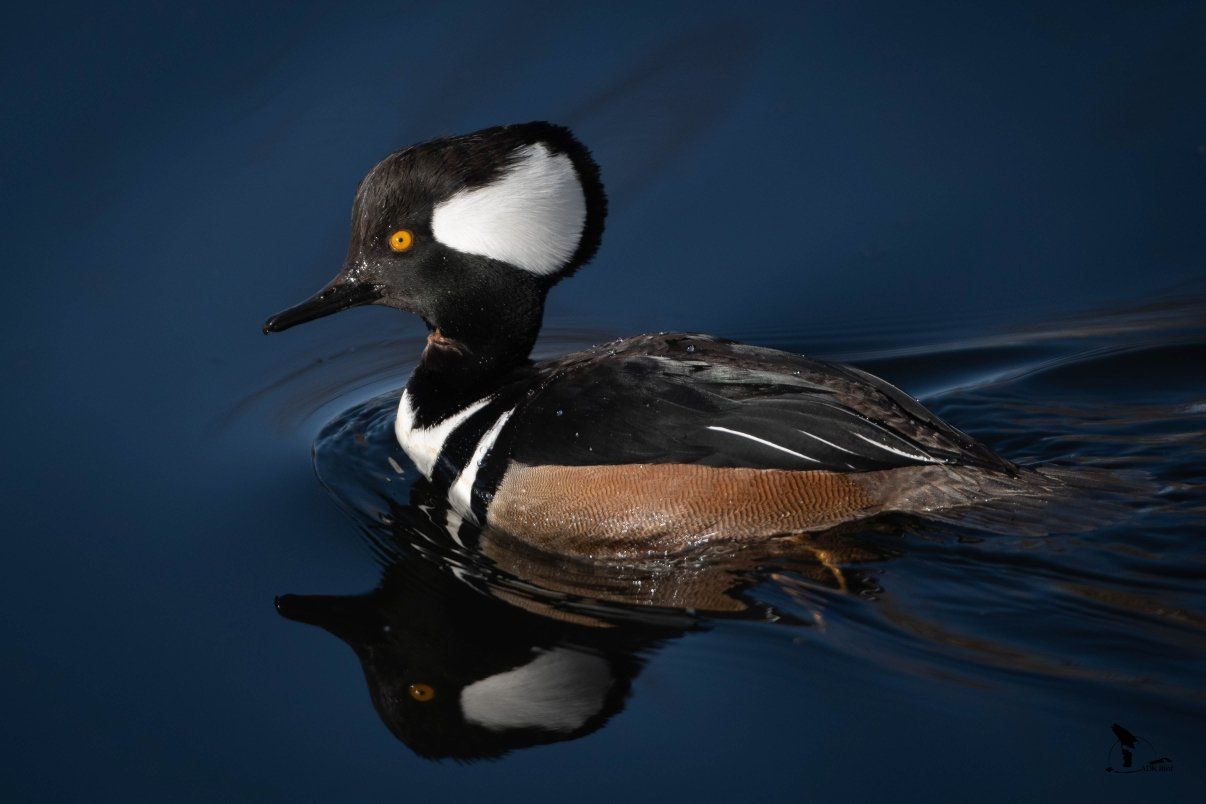 Mindfulness-Based Psychotherapy, Rebecca Foxx, Glens Falls, NY