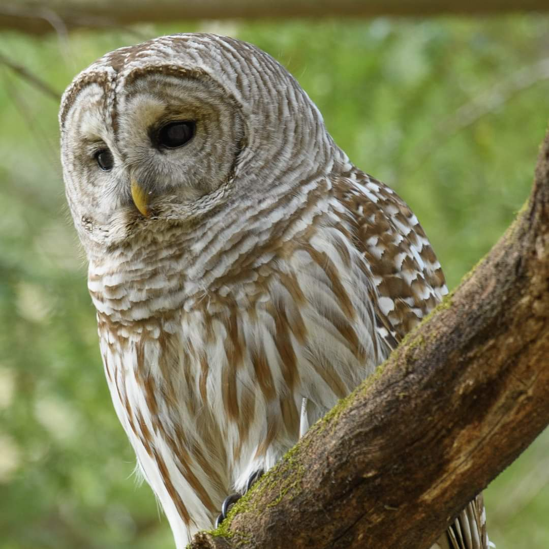 Rebecca Foxx, How I Help, Counseling and Psychotherapy