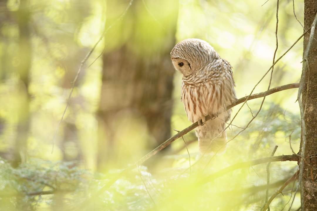 Psychotherapy and Counseling Resources - Rebecca Foxx, Glens Falls, NY