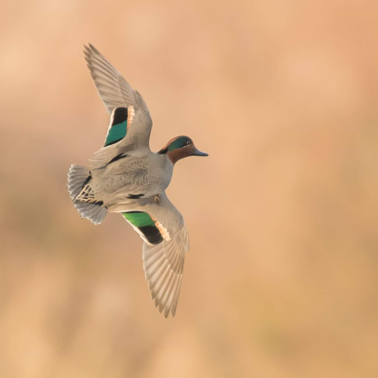 Rebecca Foxx, Who I Help, Counseling and Psychotherapy