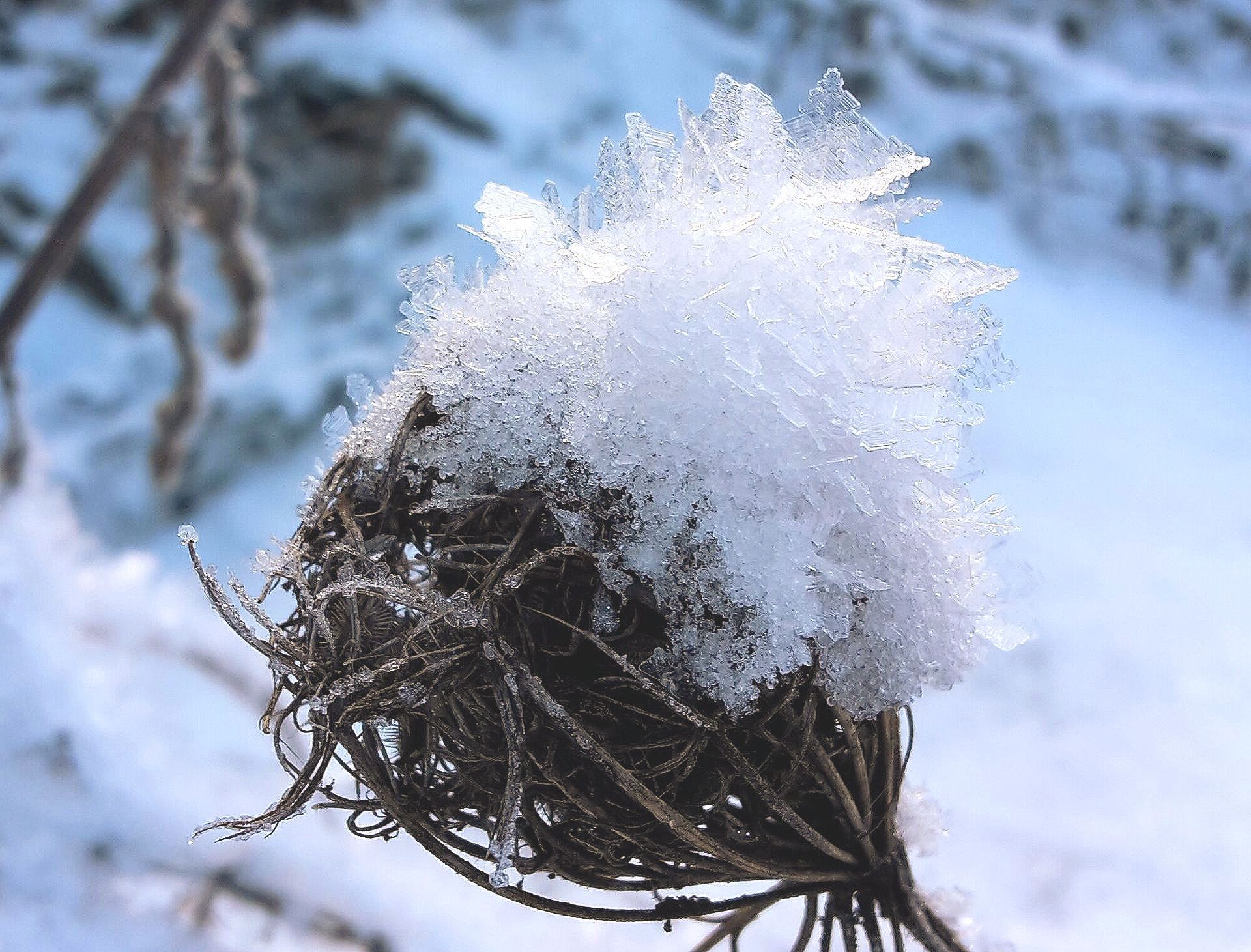 Schnee auf Blütenstand