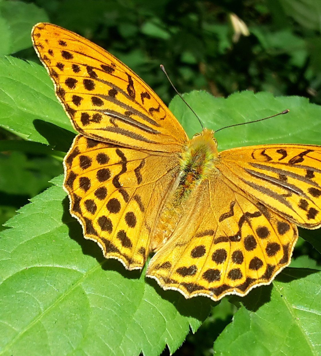 Kaisermantel - Schmetterling am Benediktushof Holzkirchen