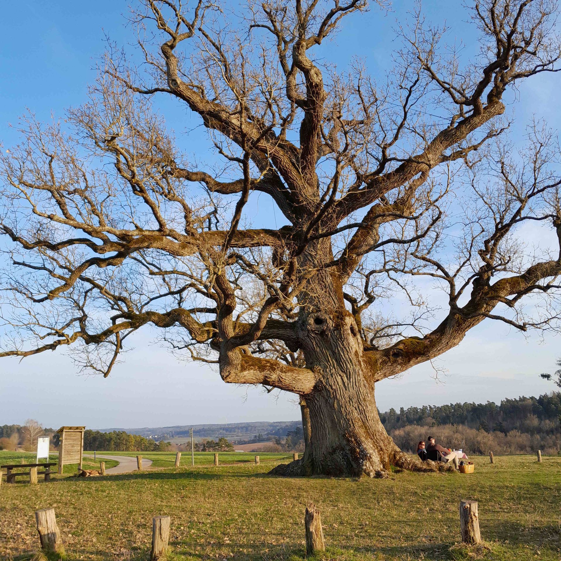 Kreuzeiche bei Hürbel am Rangen