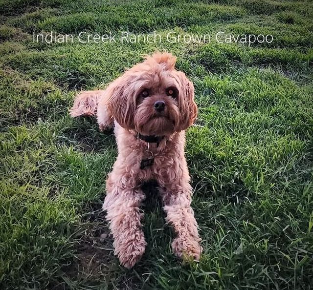 how often should i feed my cavapoo puppy