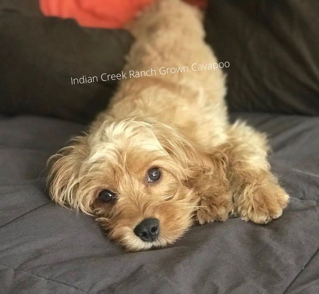 how often should i feed my cavapoo puppy