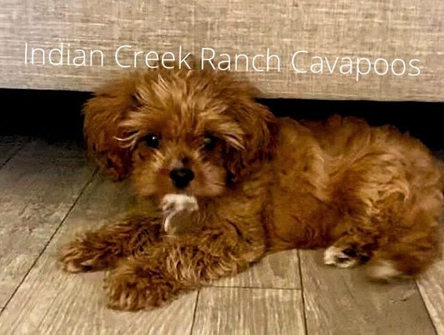 how often should i feed my cavapoo puppy