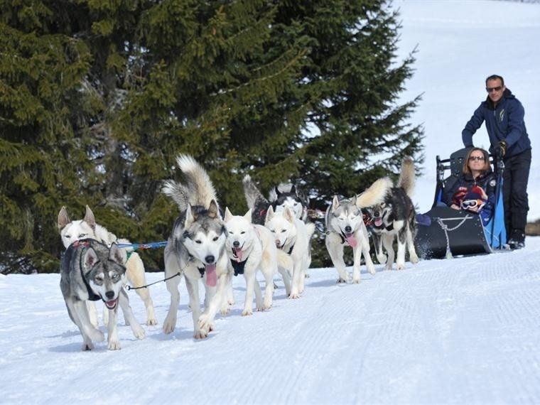 Chiens de traîneaux - Free Slade Free Slade