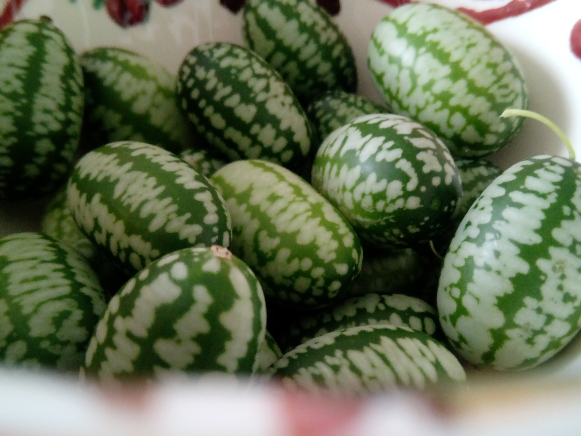 Saving Cucamelon Seeds - Fermenting