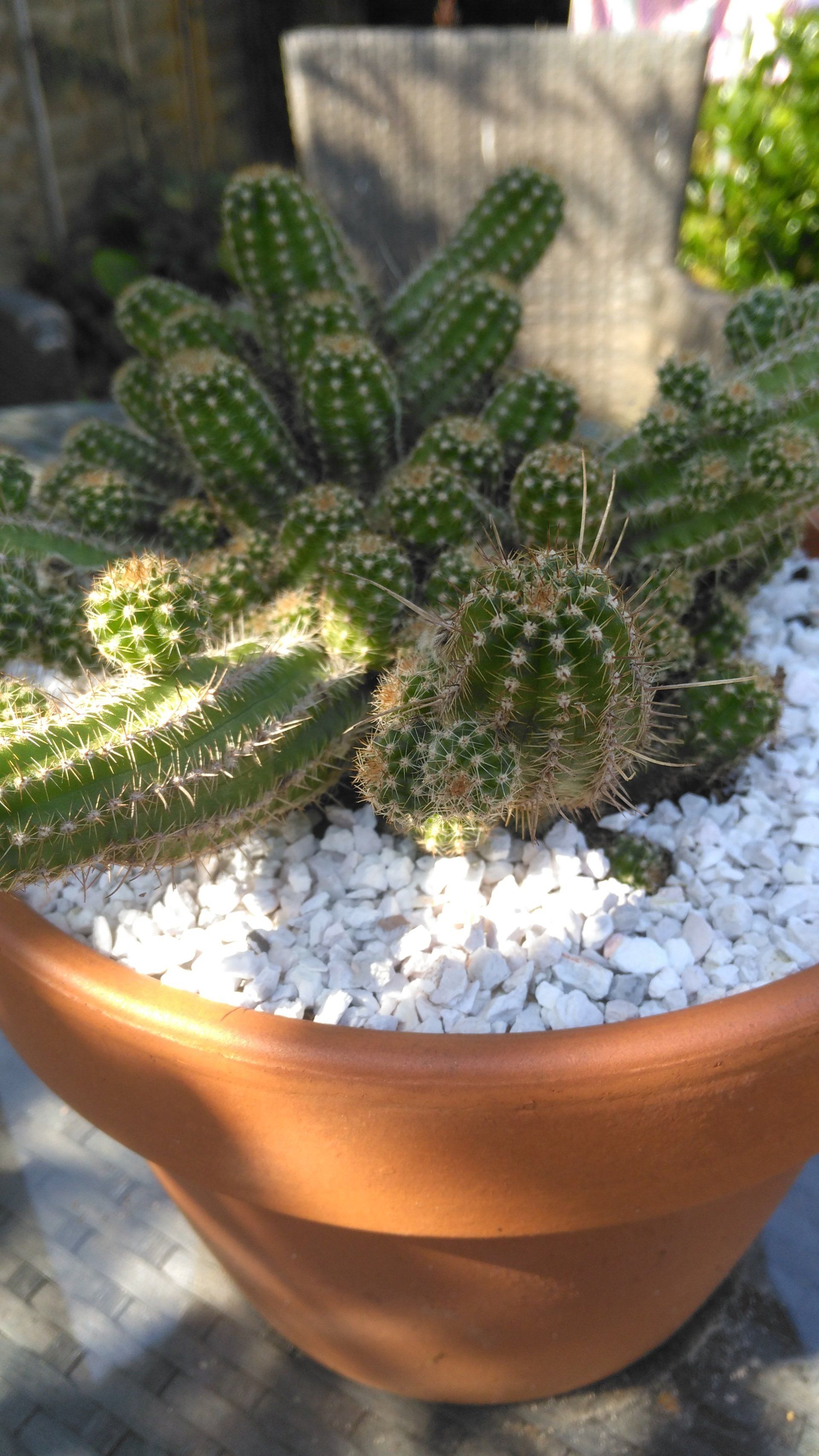 Chamaelobivia Cactus