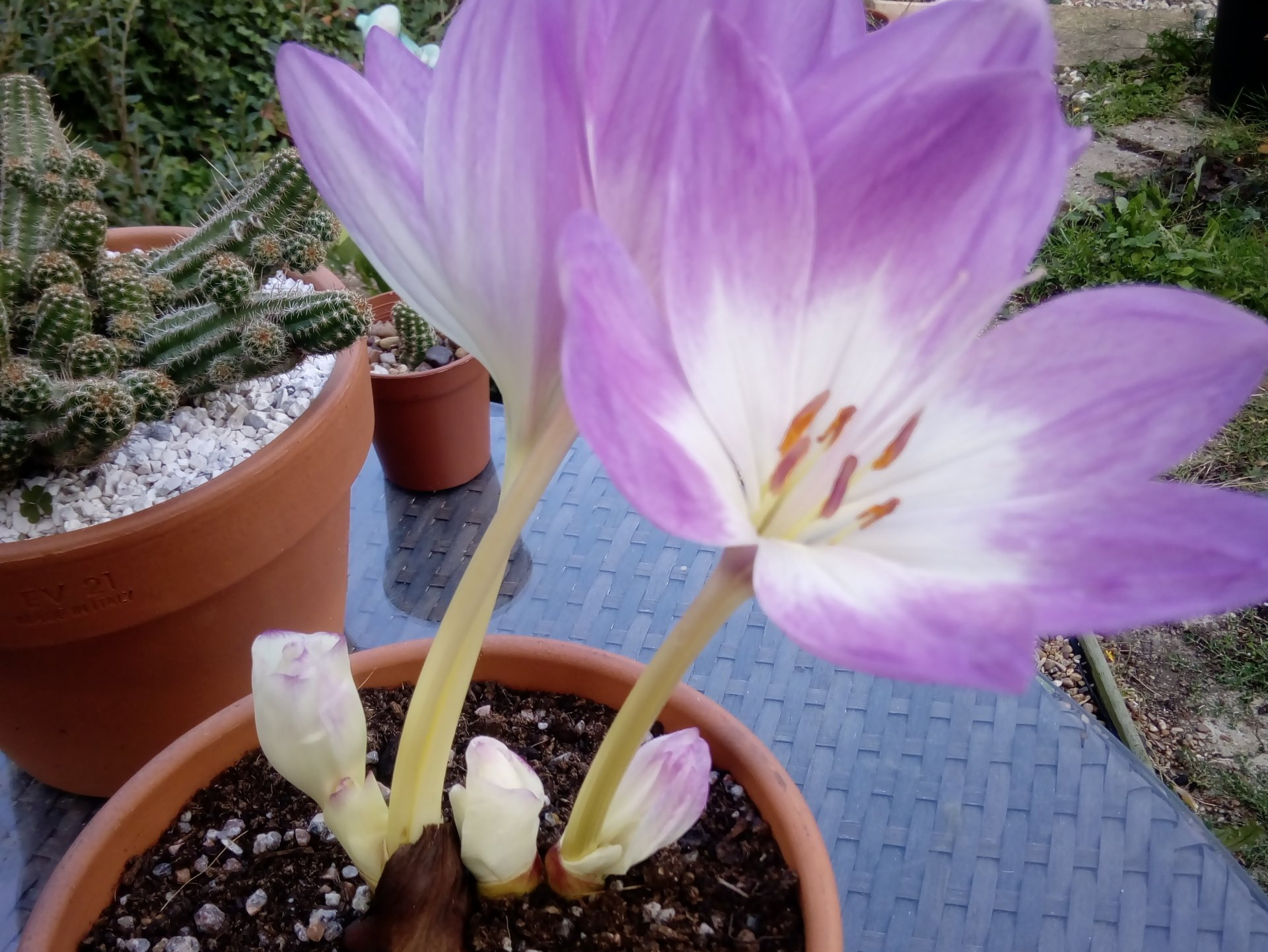 Colchicum flower