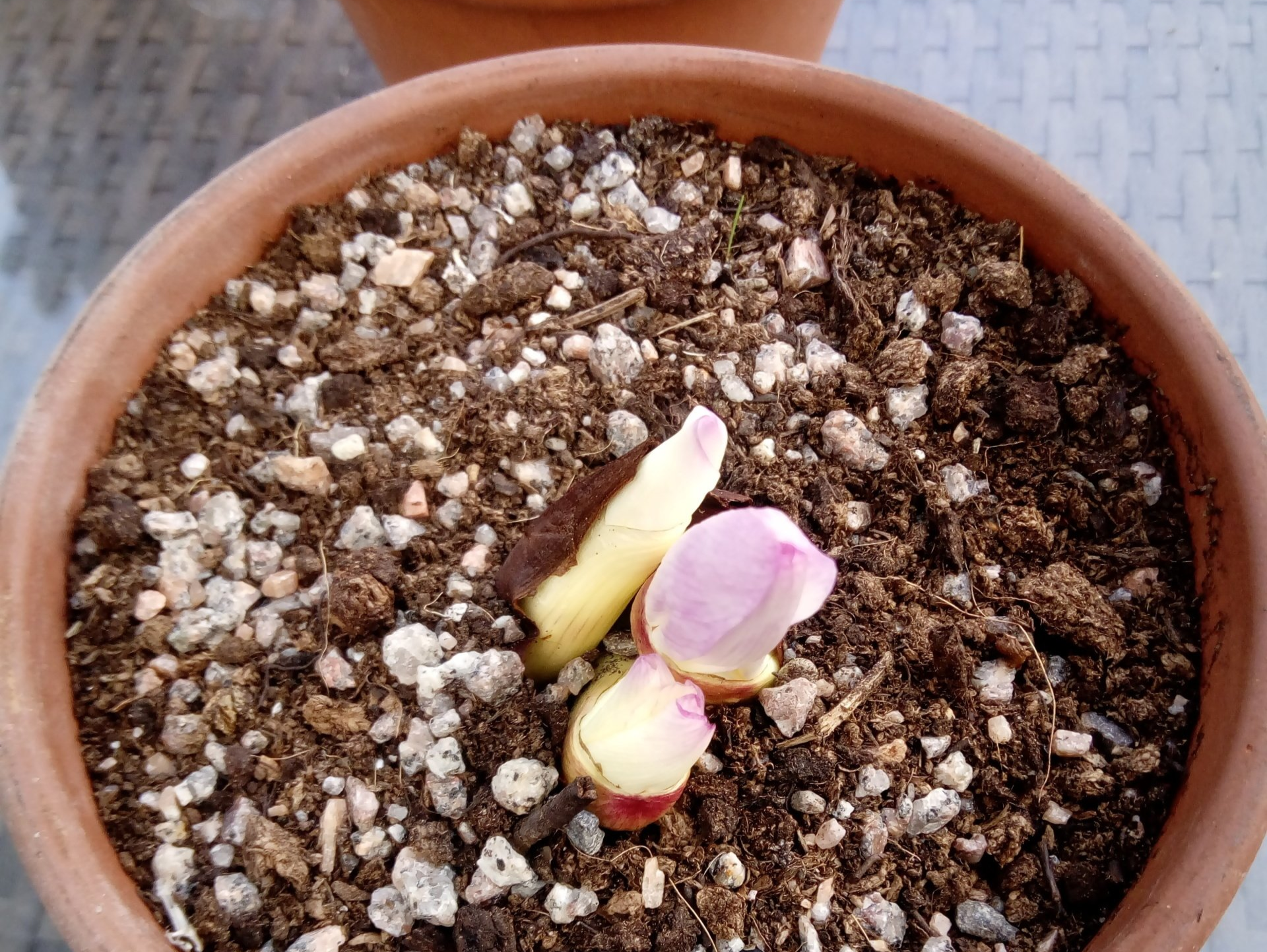Colchicum sprouting