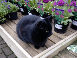 Plants for Cats