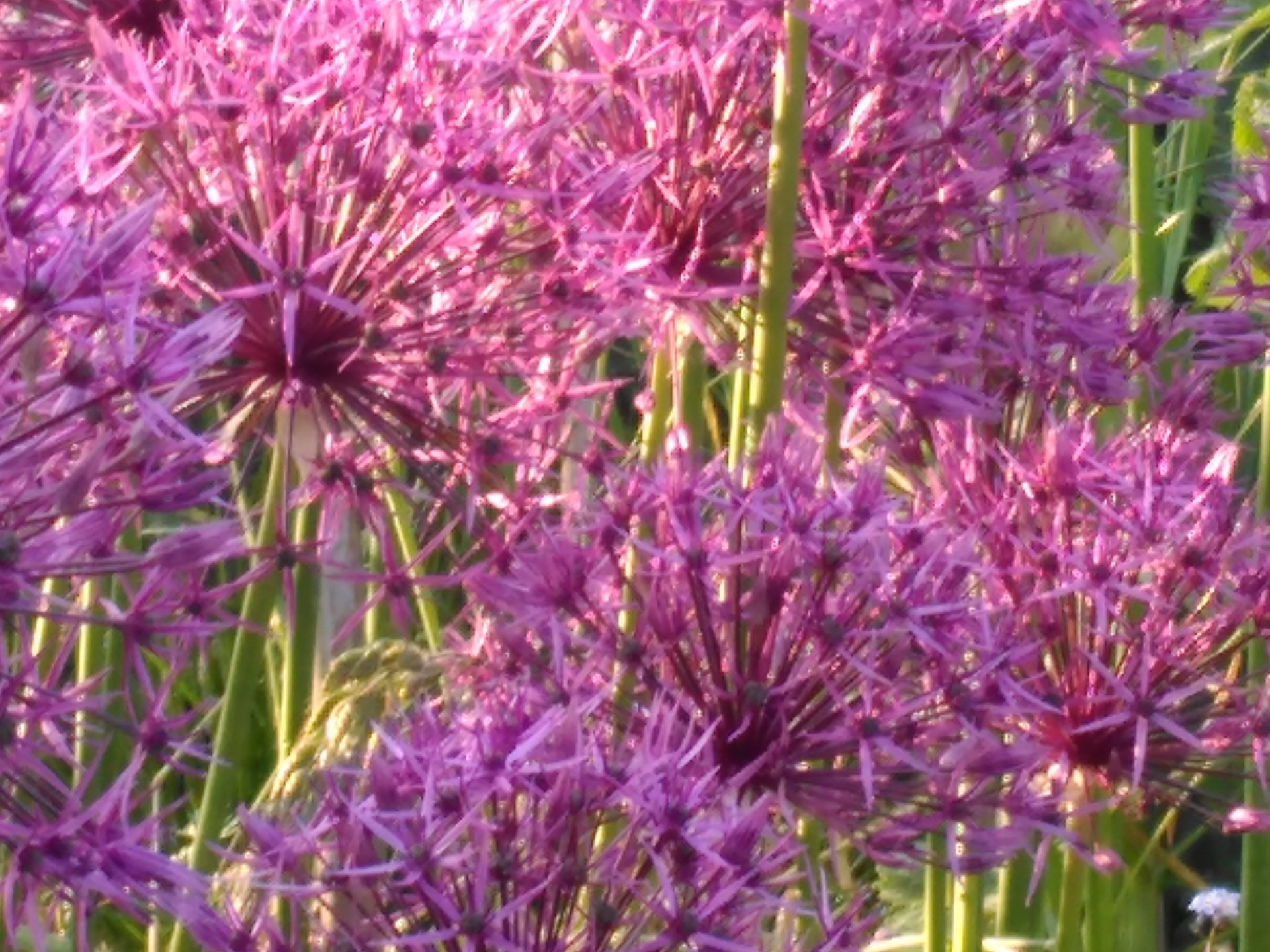 How to Grow Allium Bulbs