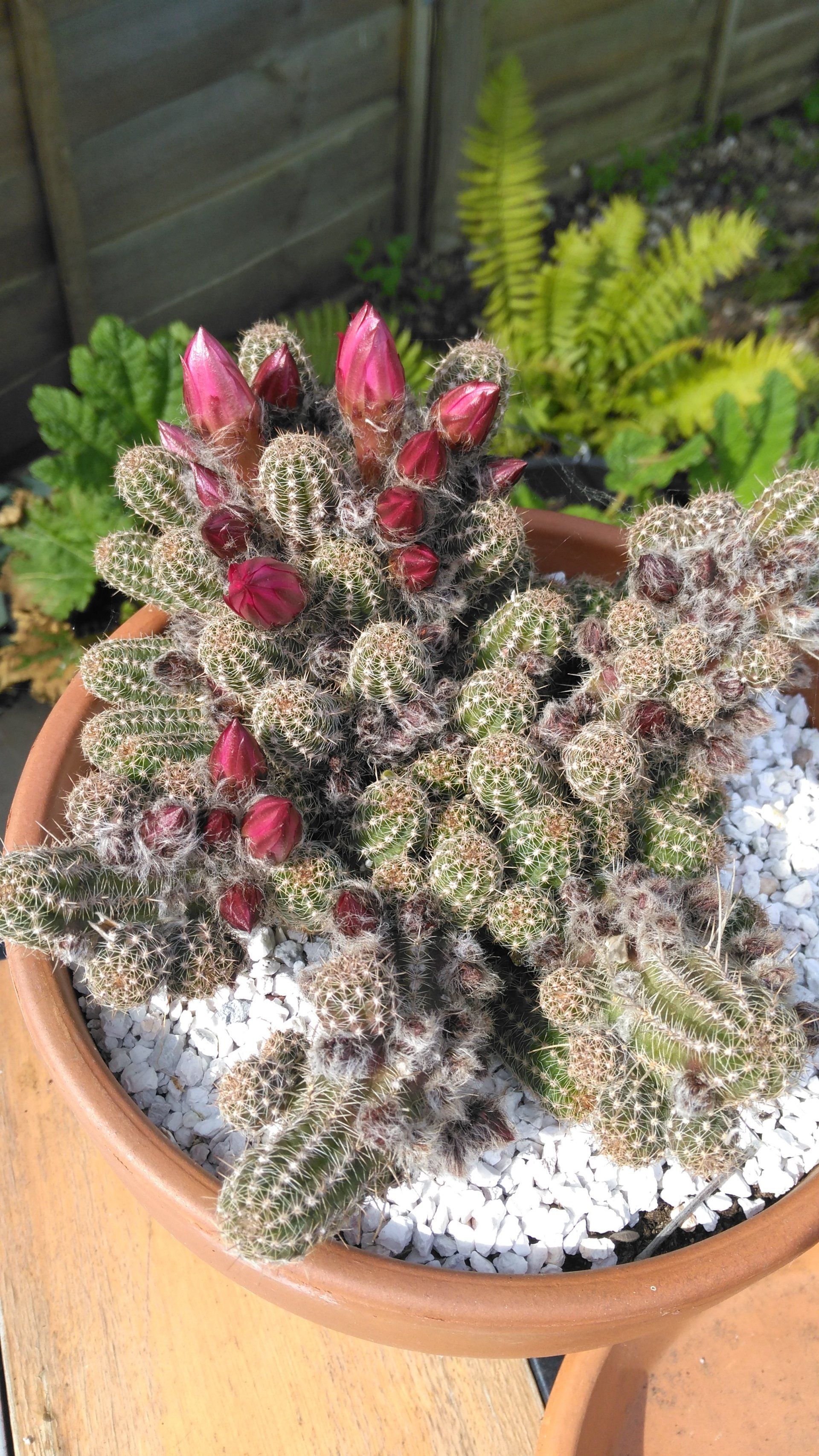 Chamaelobivia Cactus in Bud