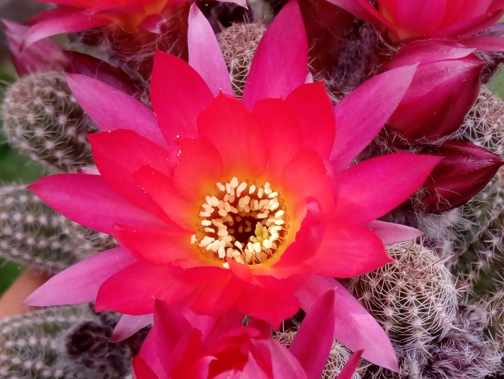 A Outdoor Cactus for the UK