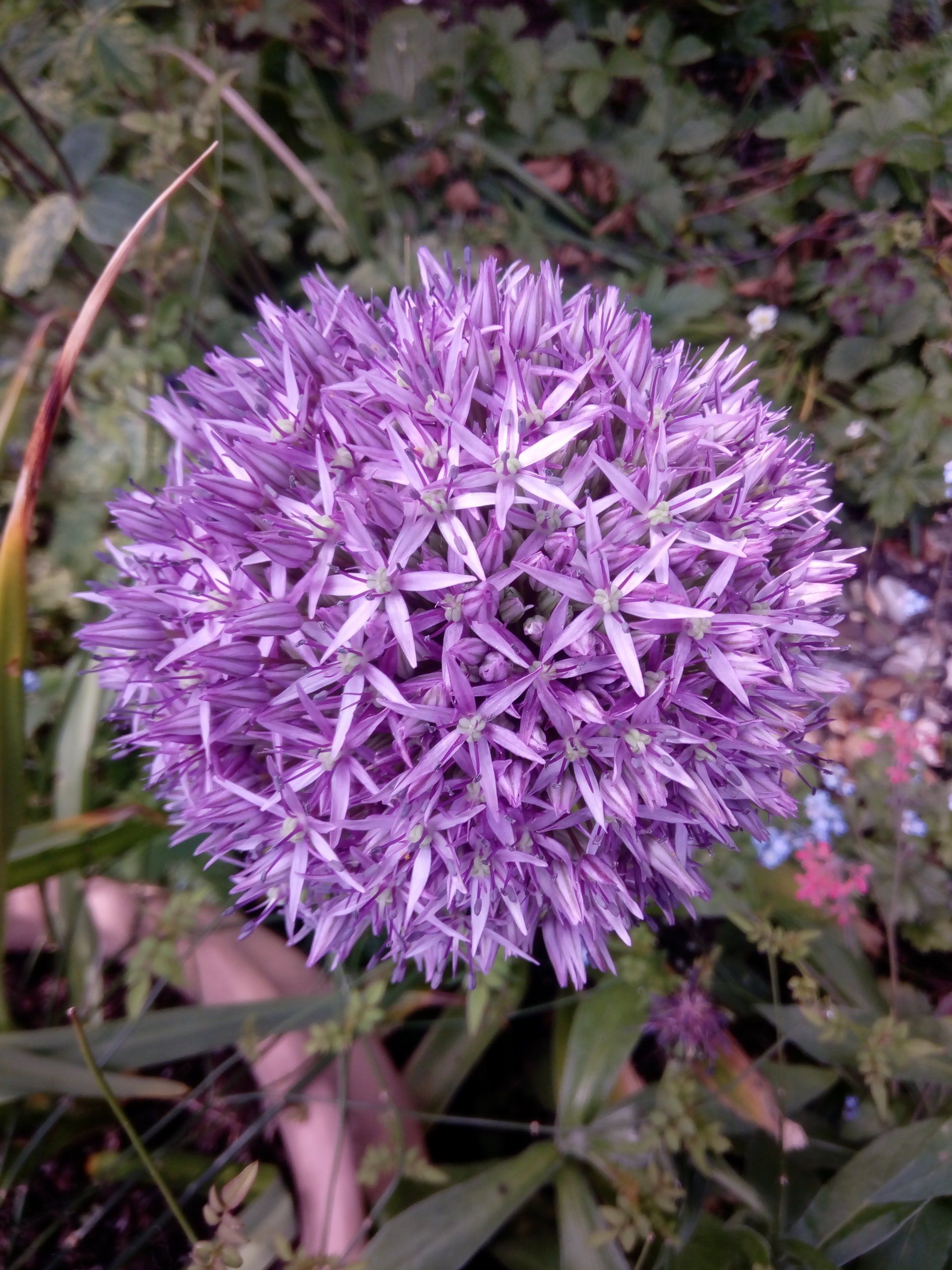 Allium Flowering