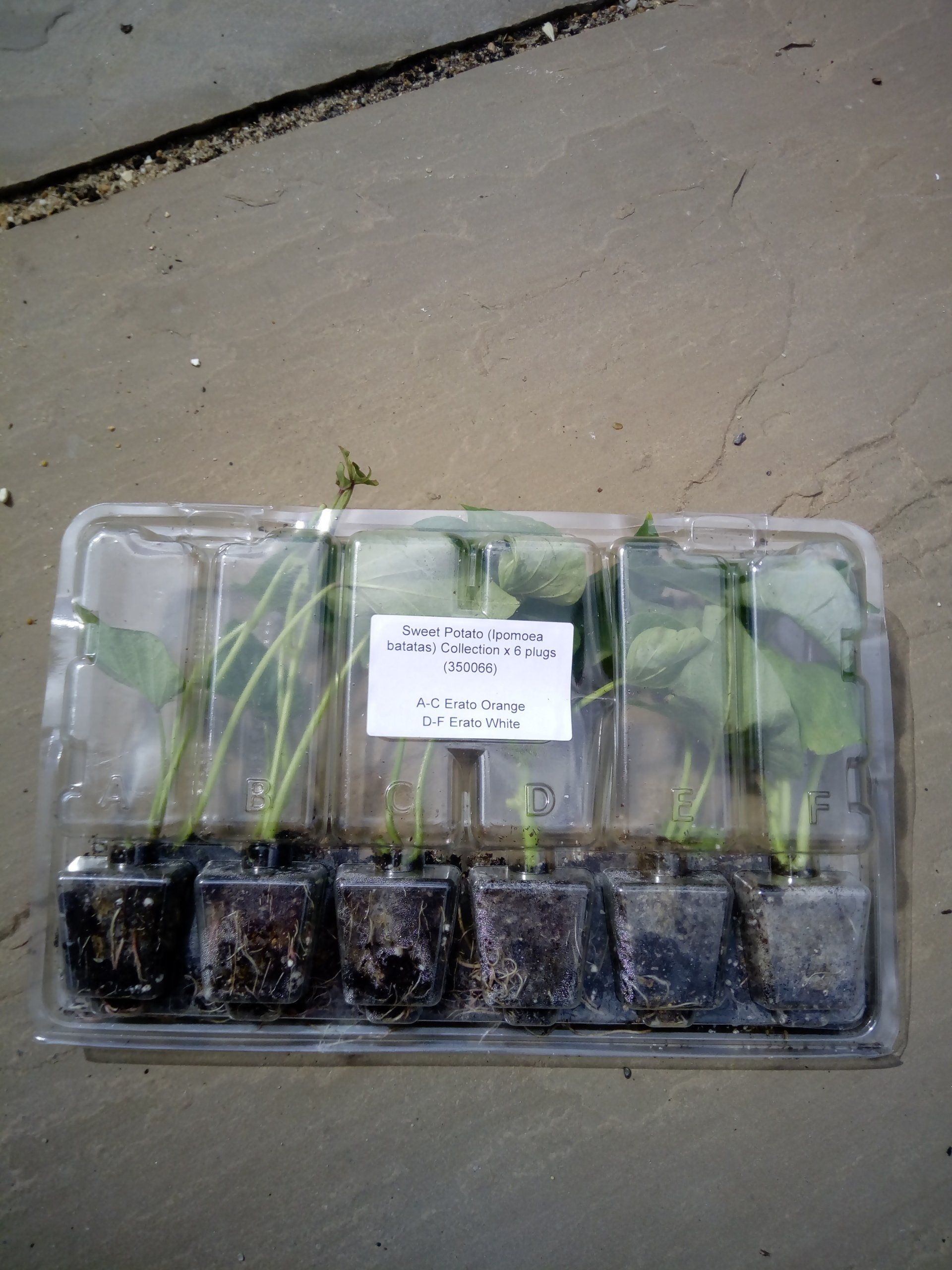 Sweet Potato Slips - Erato Orange and Erato White