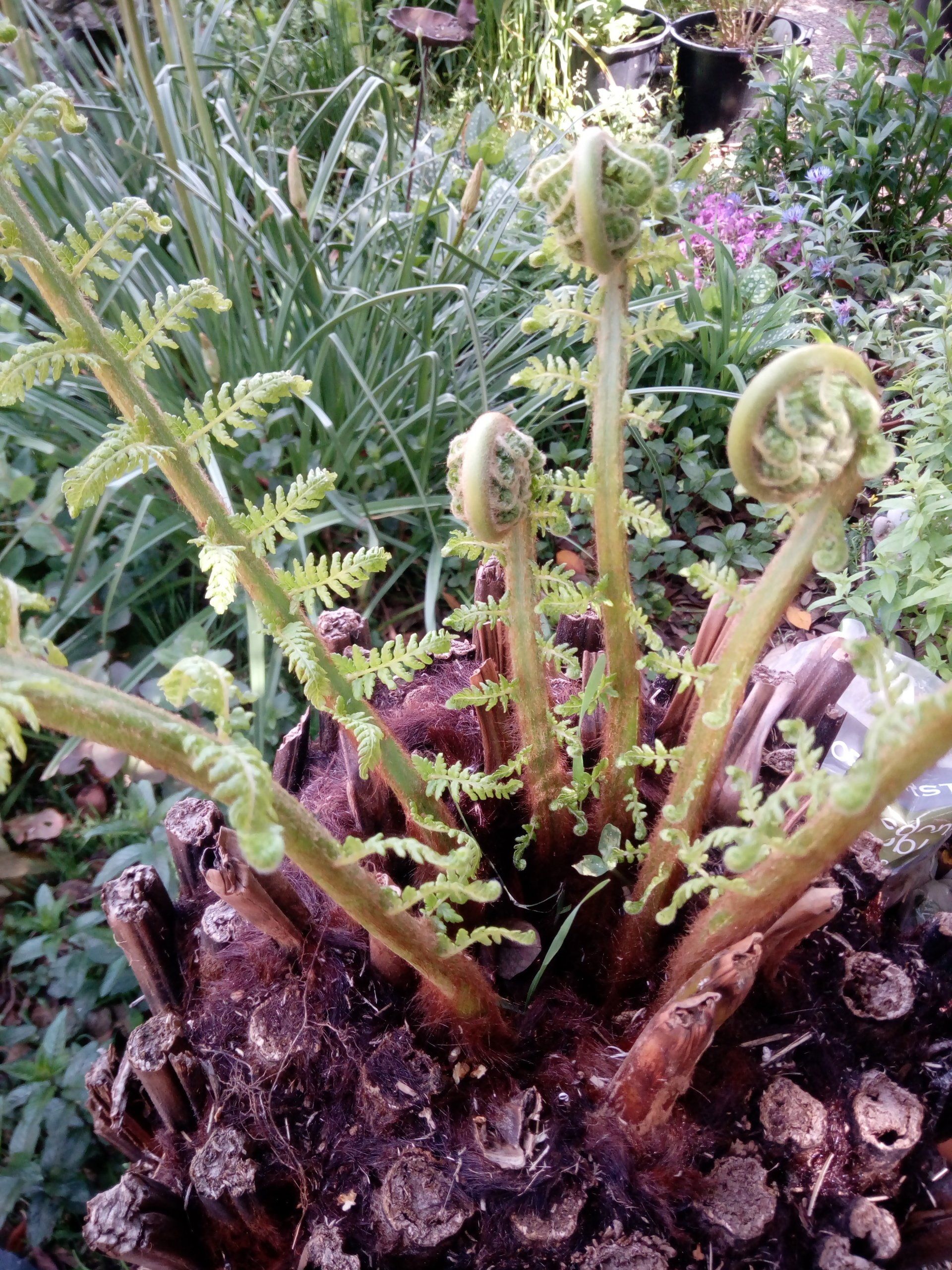 Dicksonia antarctica, Tree Fern, frond unfurling