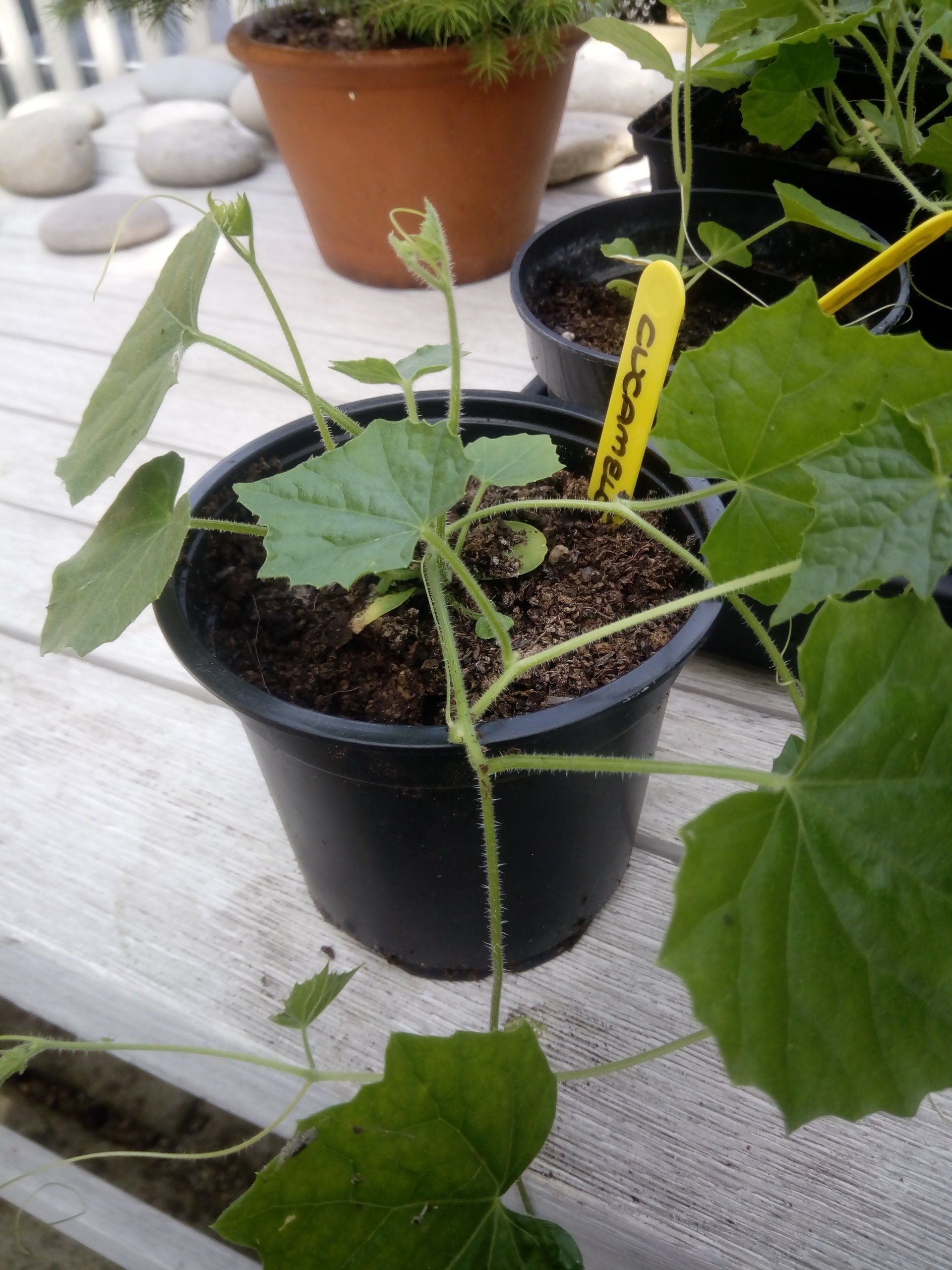 Young Cucamelon in a 9cm pot