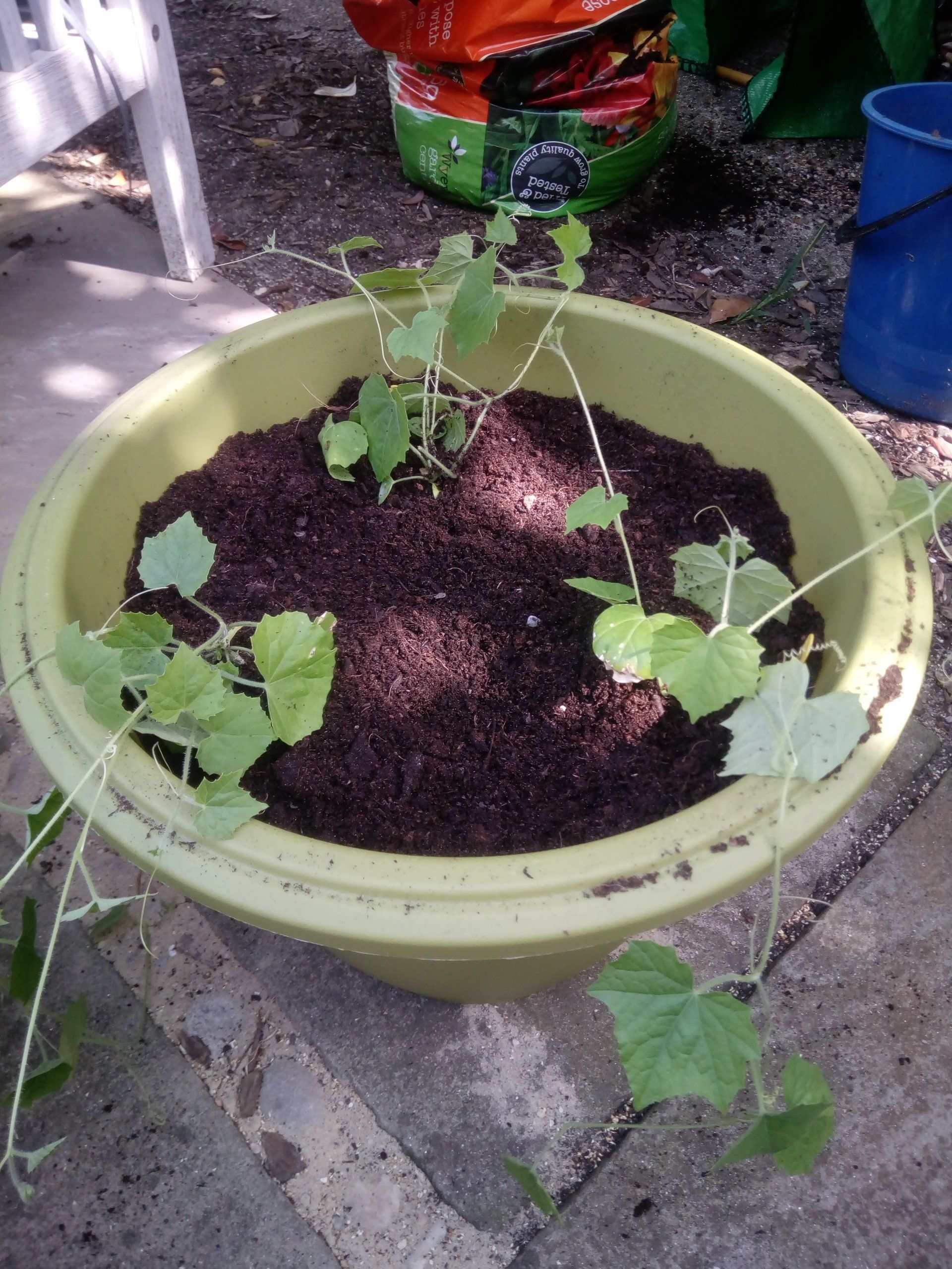 Three Cucamelon plants in a 24 inch pot
