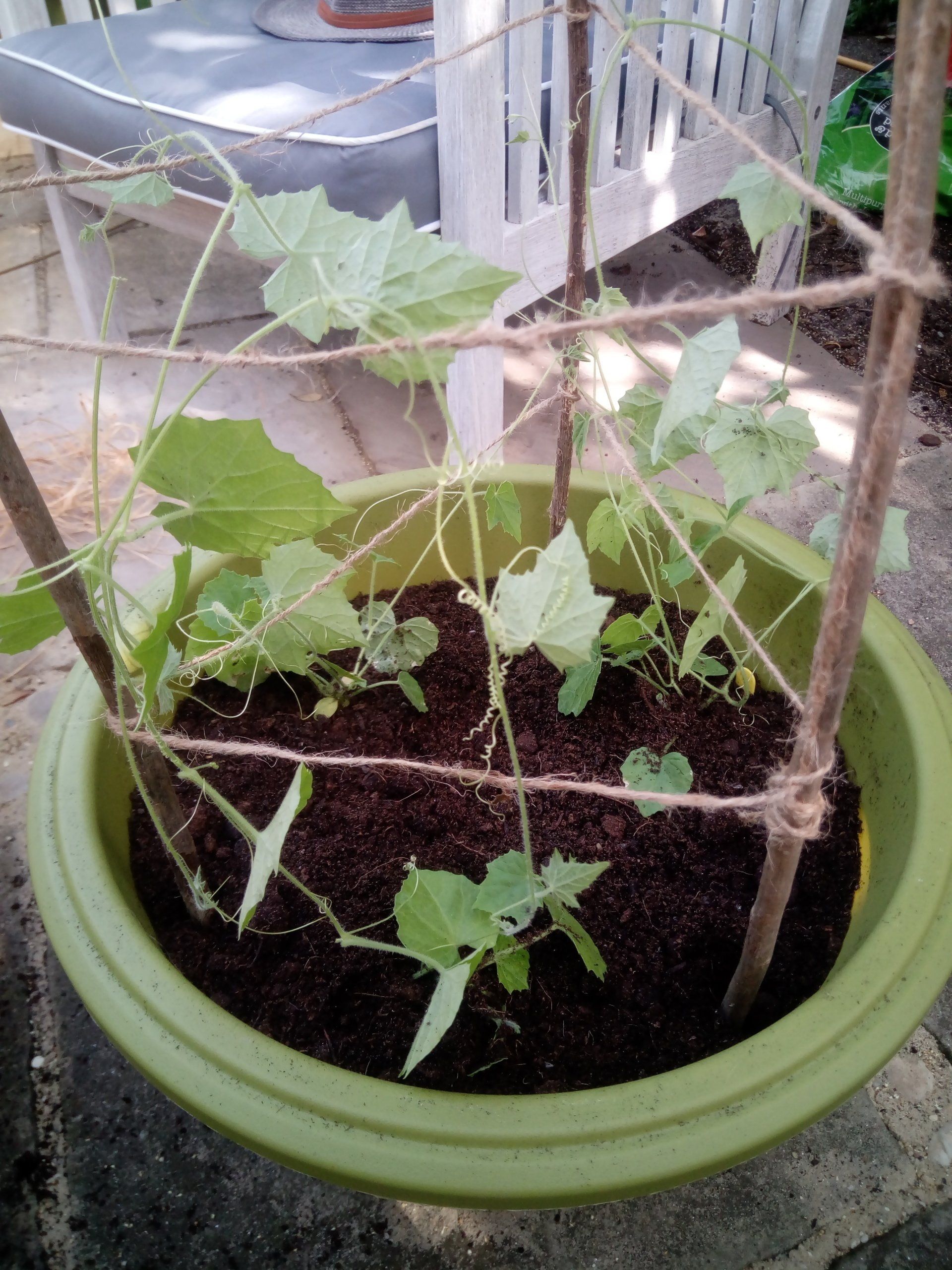 Cucamelons with bamboo cane supports