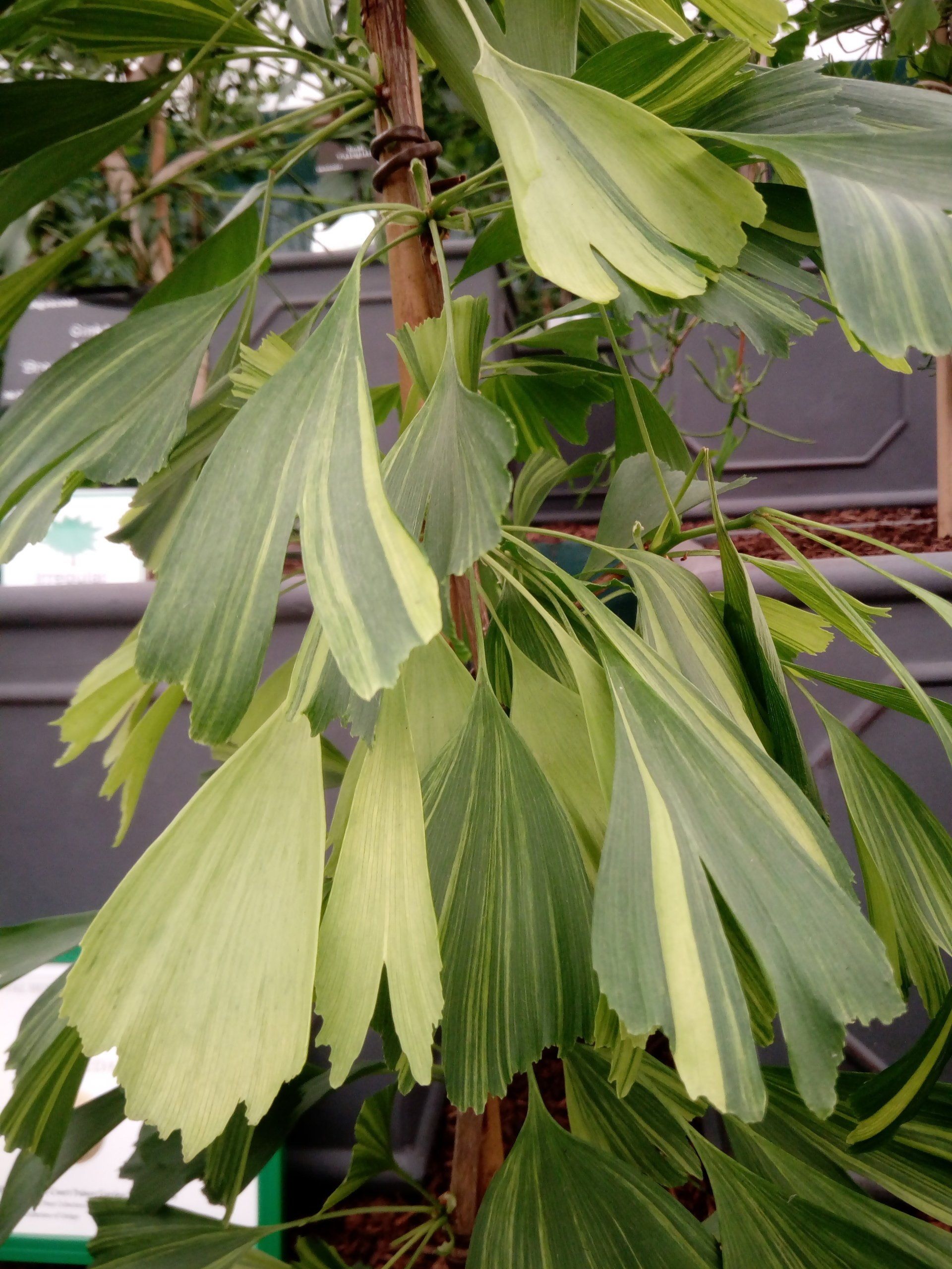 Ginkgo biloba