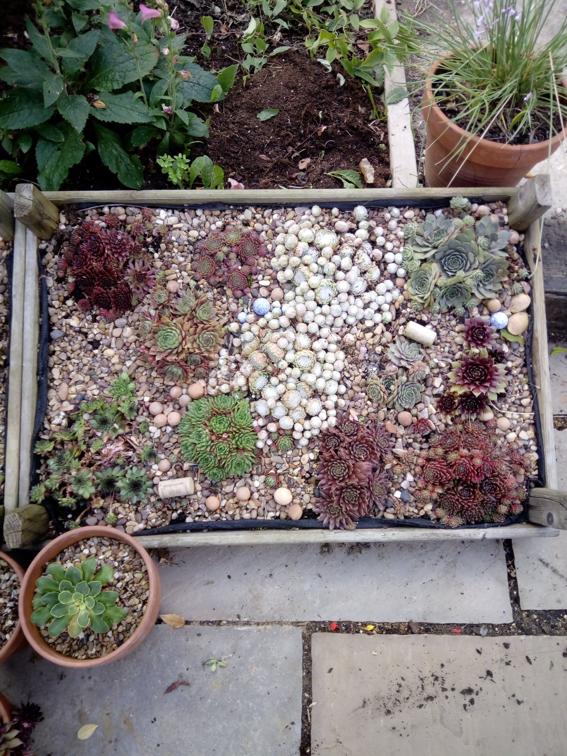 A houseleek garden in an old bulb tray