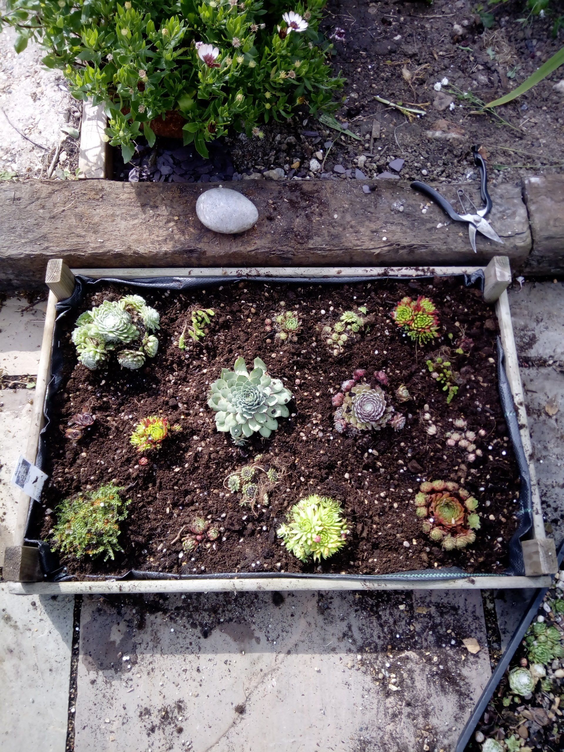 Plant your houseleeks