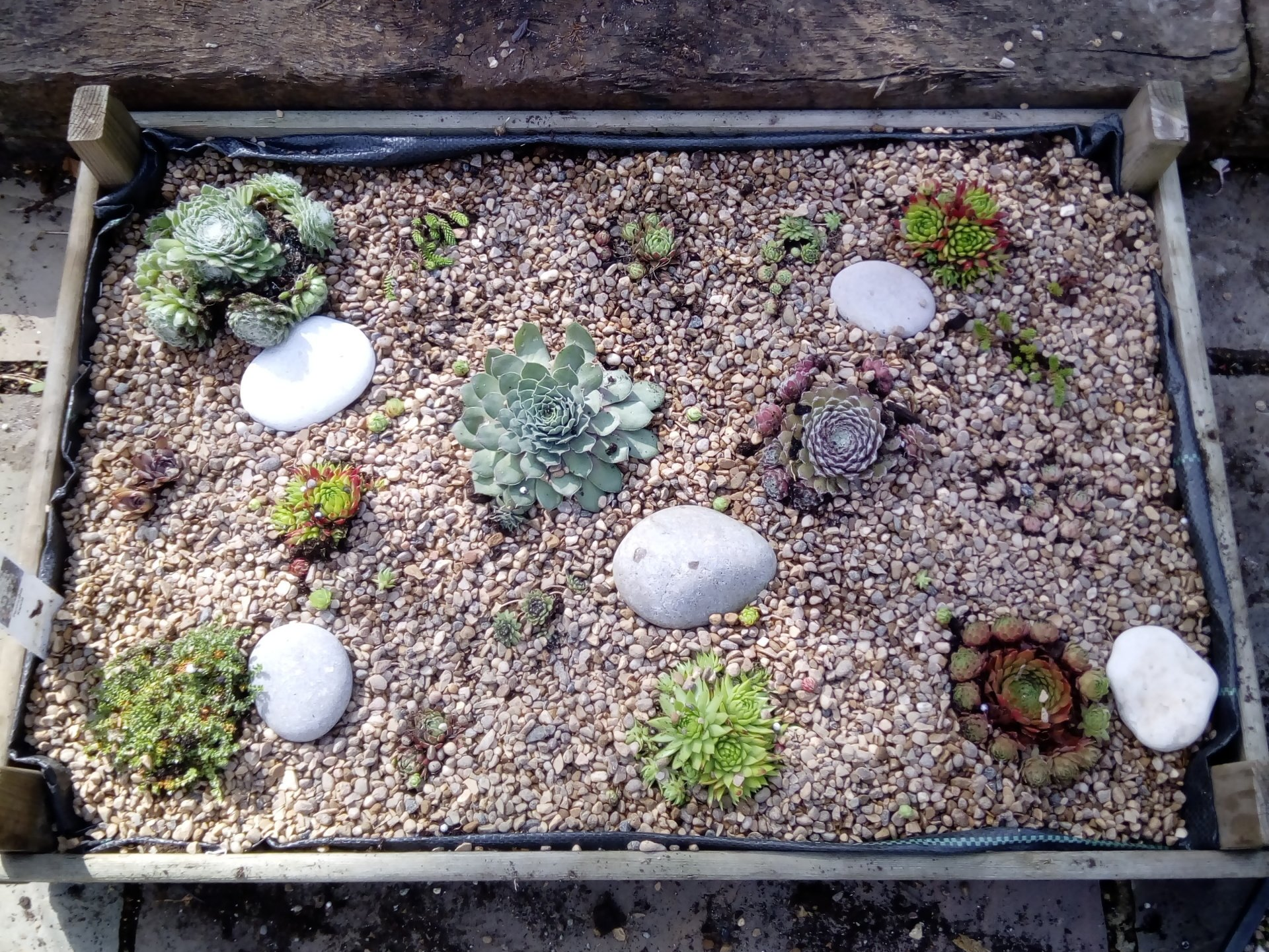 Make a Houseleek Garden