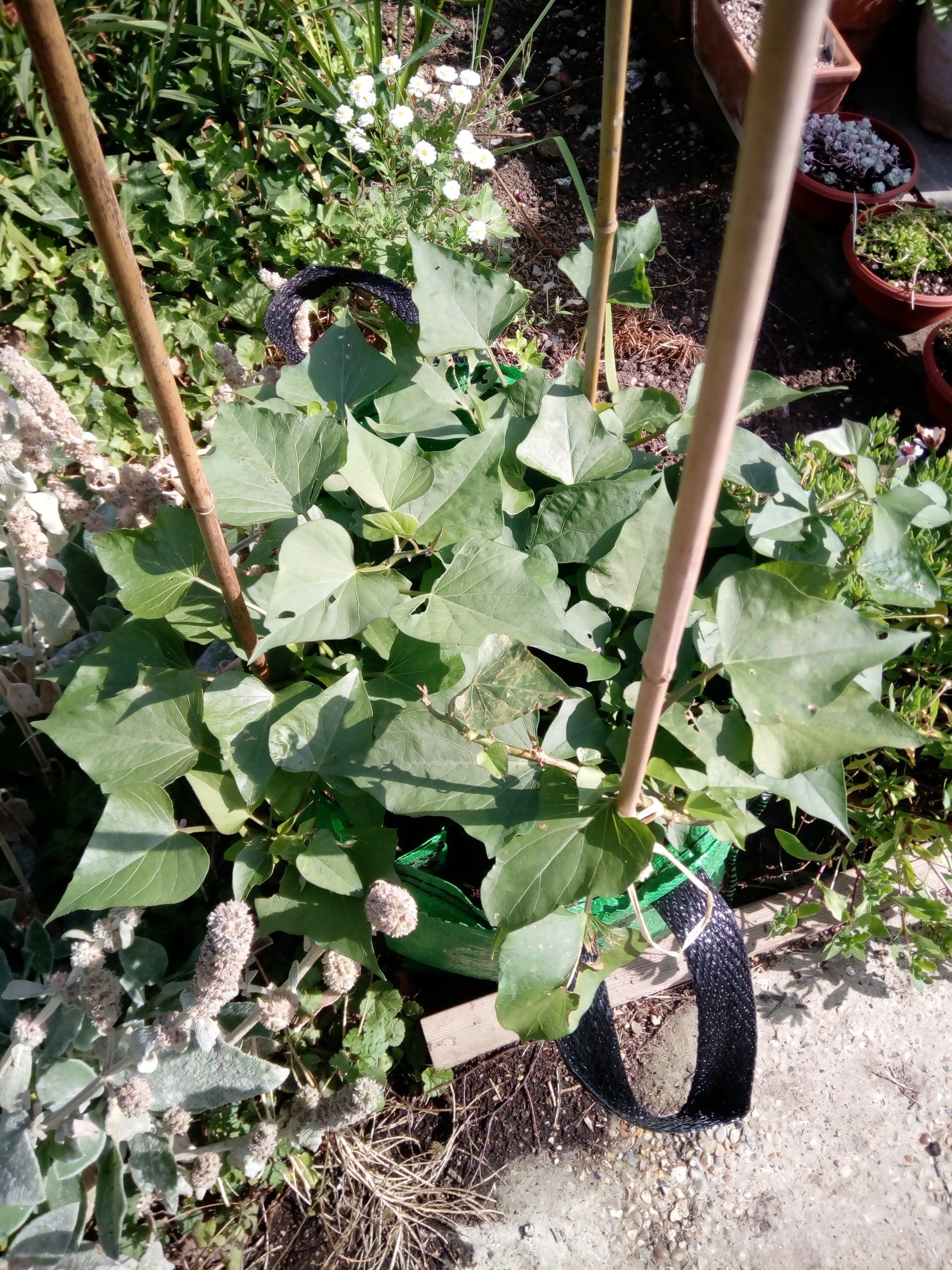 Sweet Potatoes Growing in a Large Pot