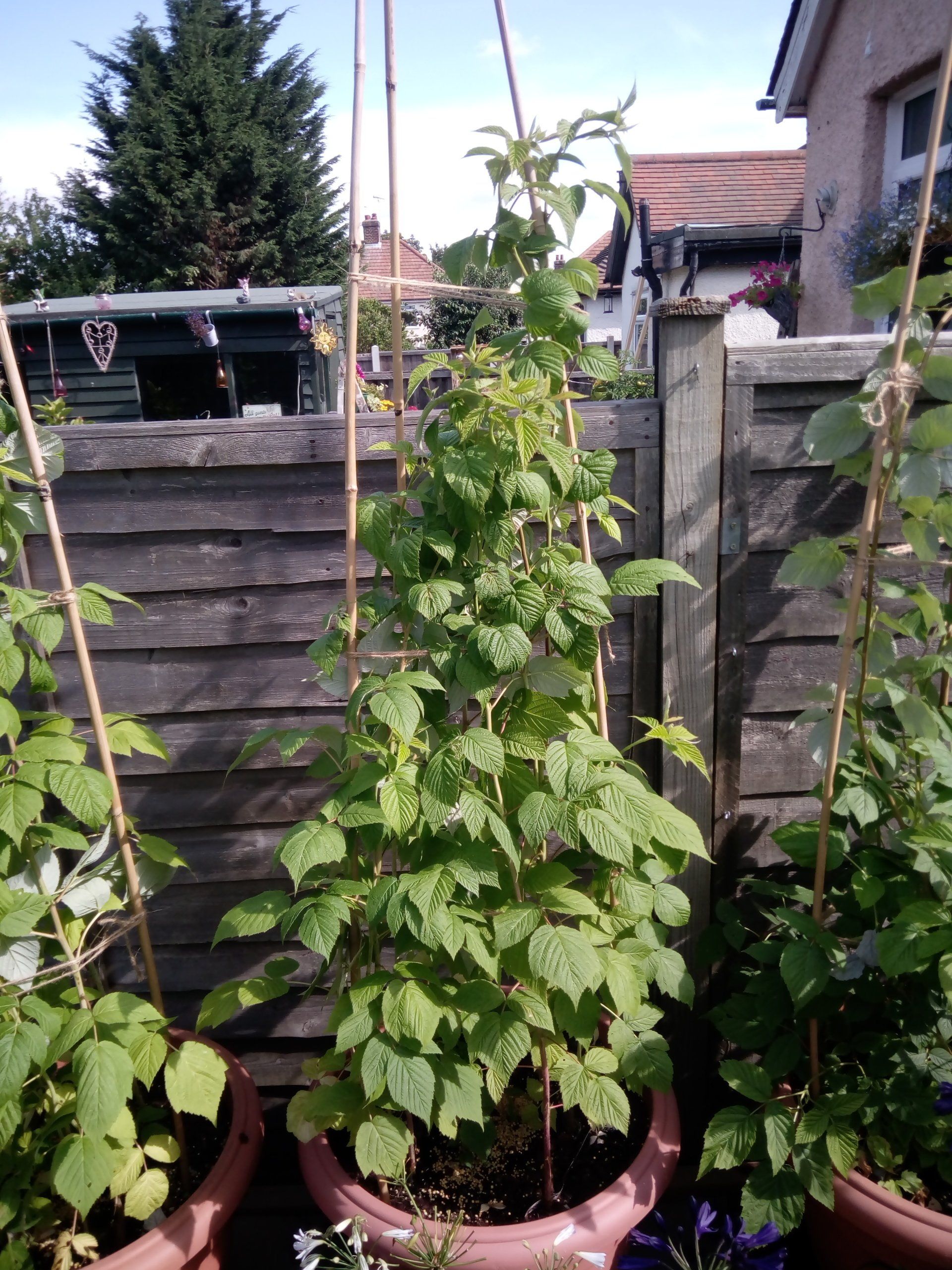 Pruning Summer Fruiting Raspberries