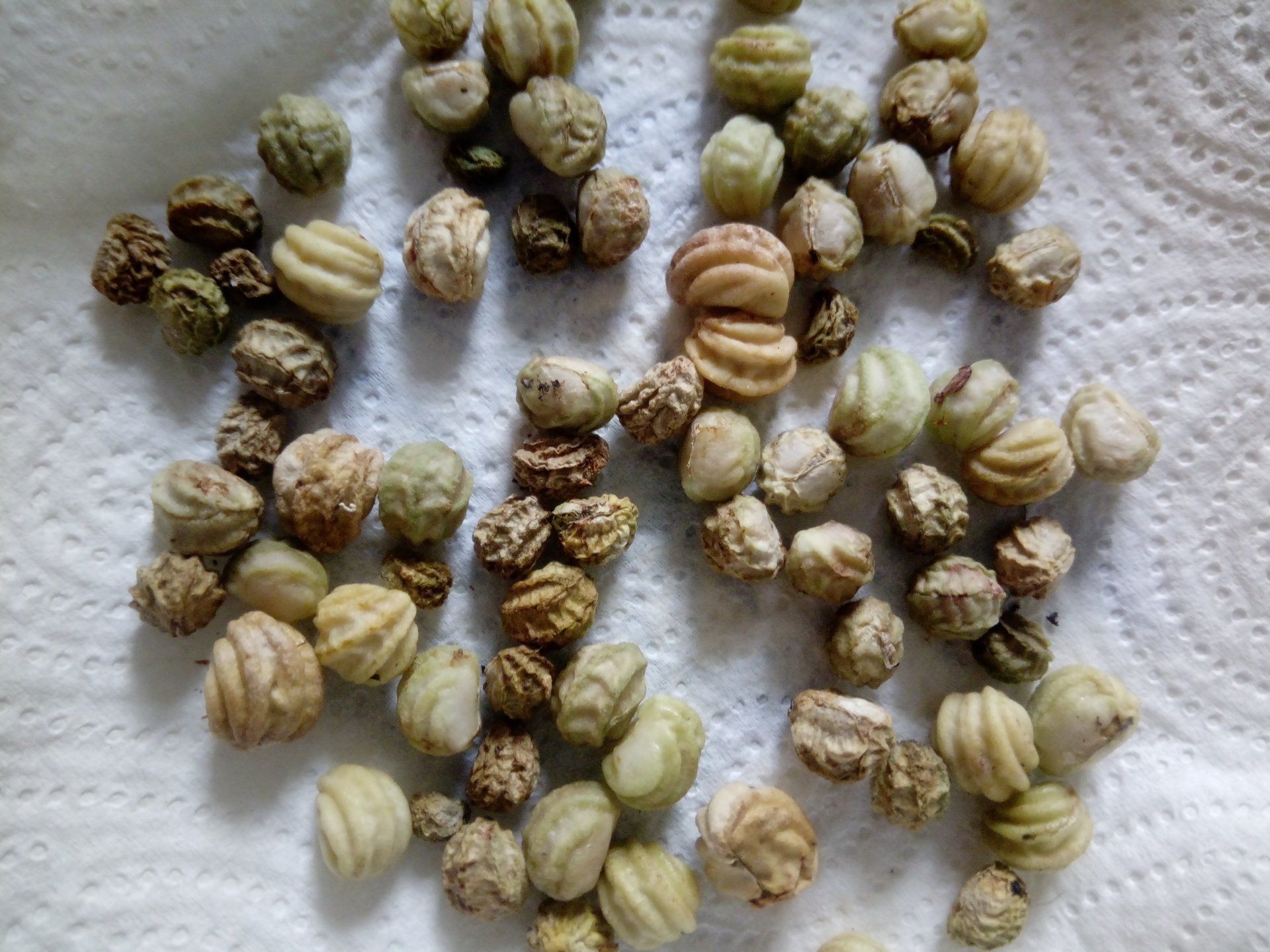Nasturtium seeds drying