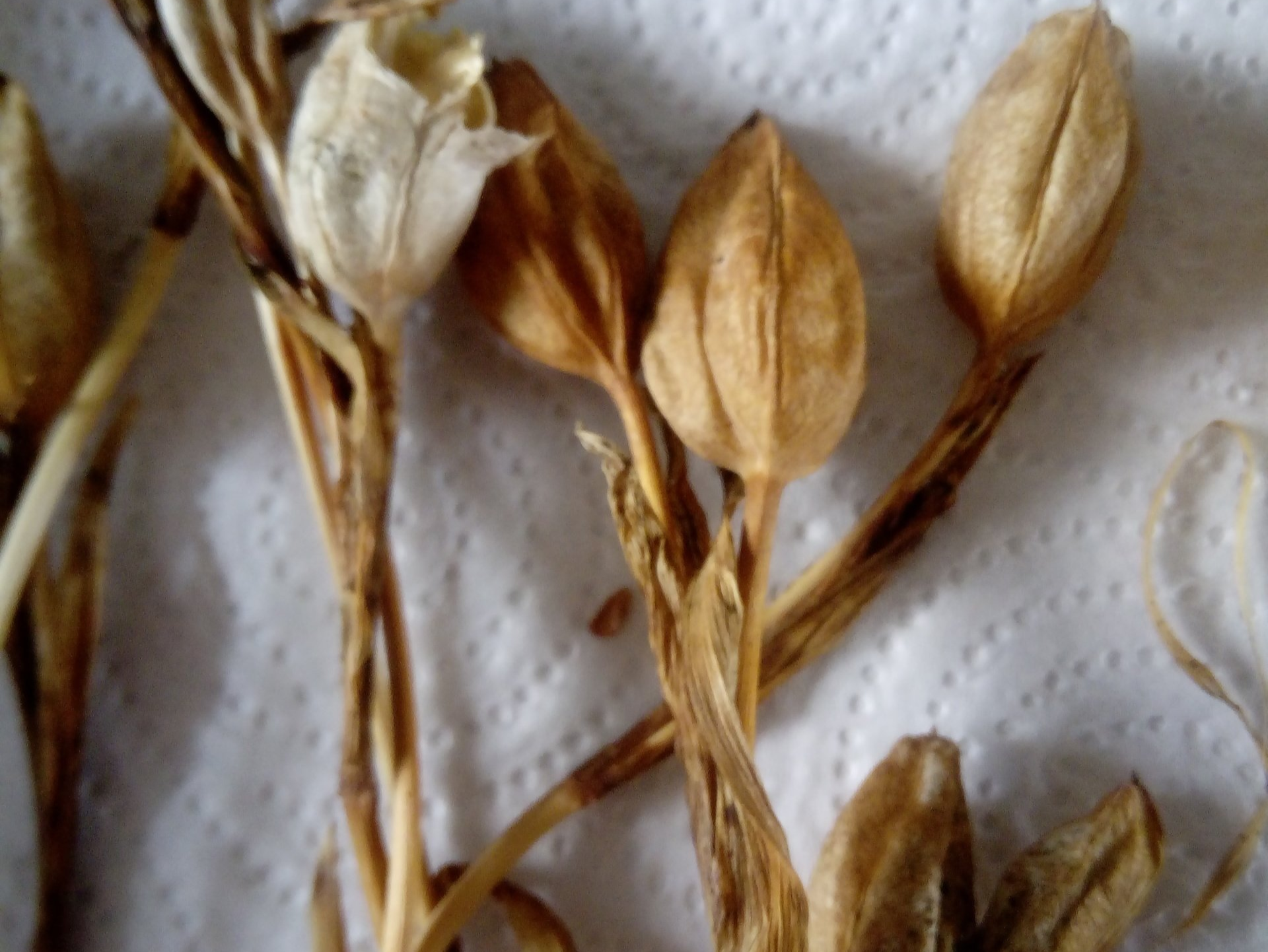 Drying Iris Seed Heads Drying Iris Seed Heads