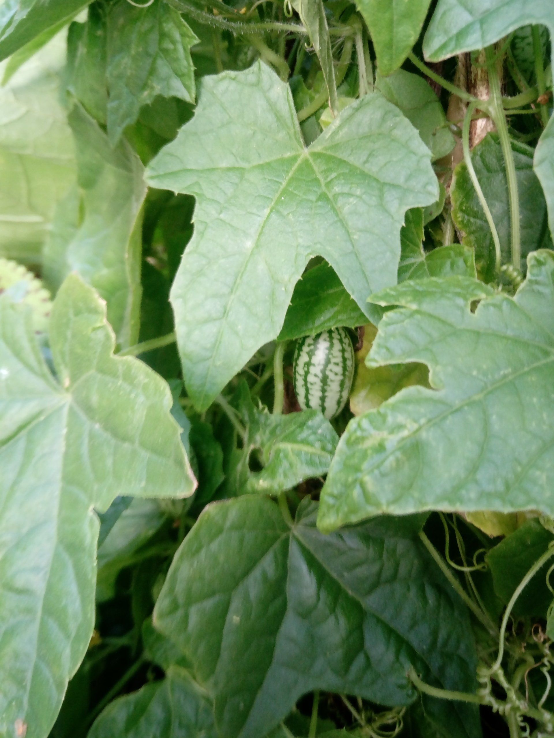 Fully grown Cucamelon plant