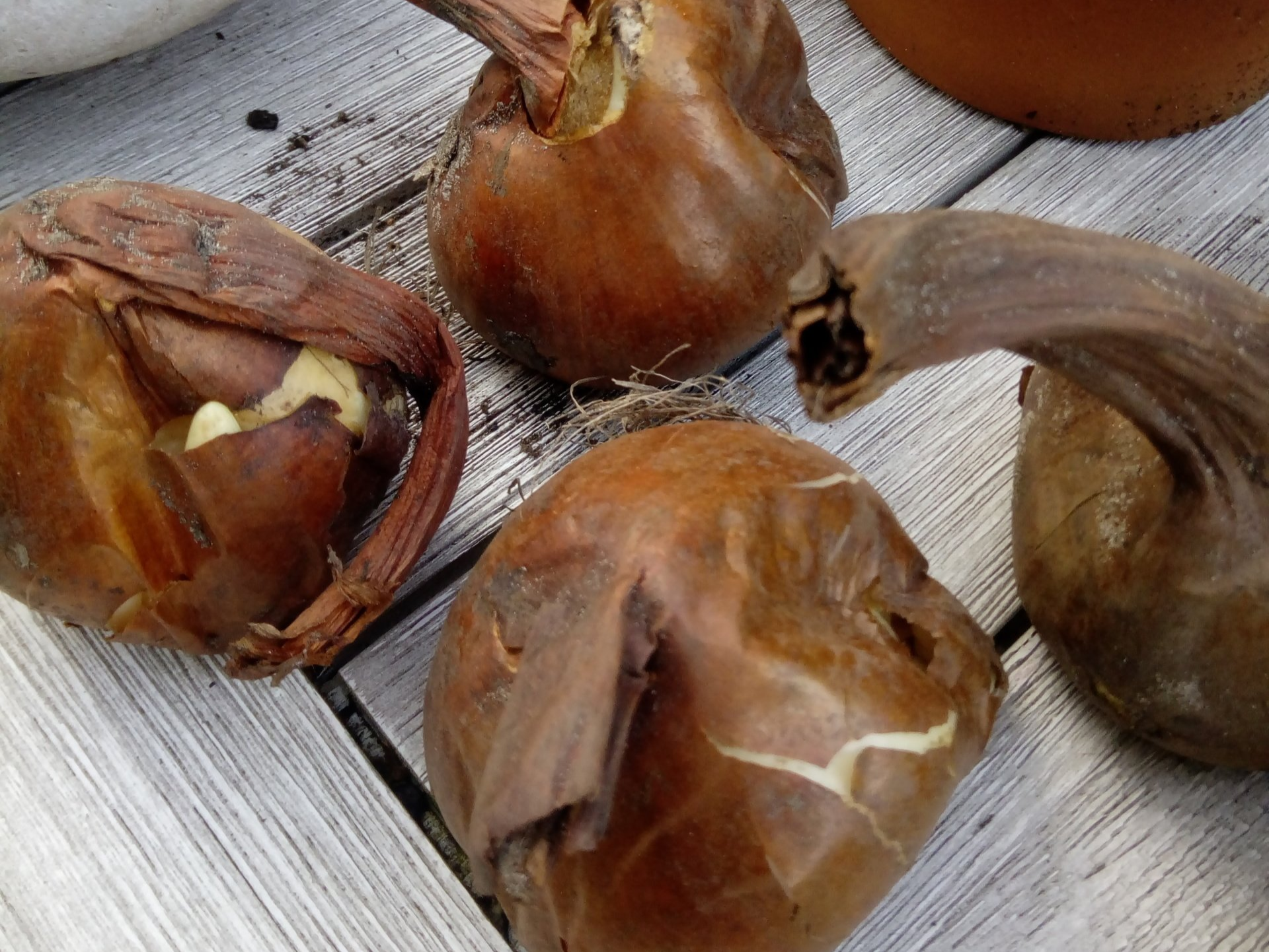 Colchicum corms
